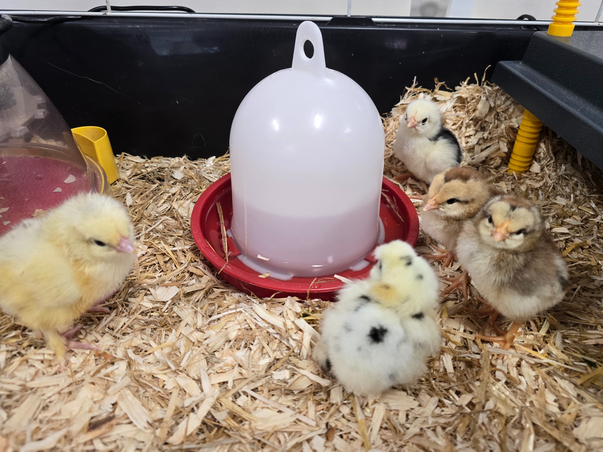 Secondary chicks 12 June