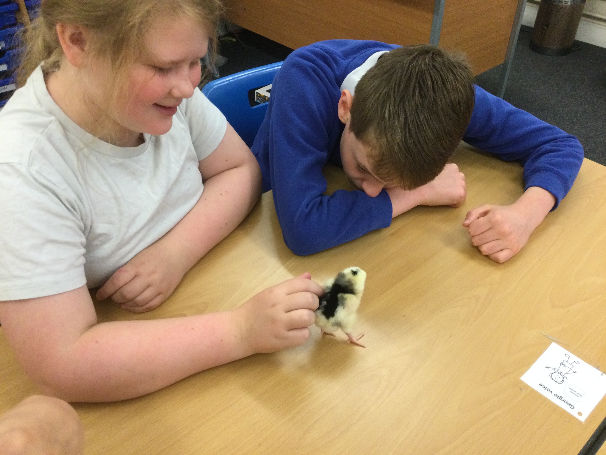 Two primary students at table with a chick