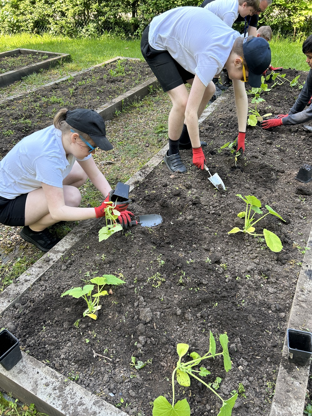 students planting out their seeds in the allotment