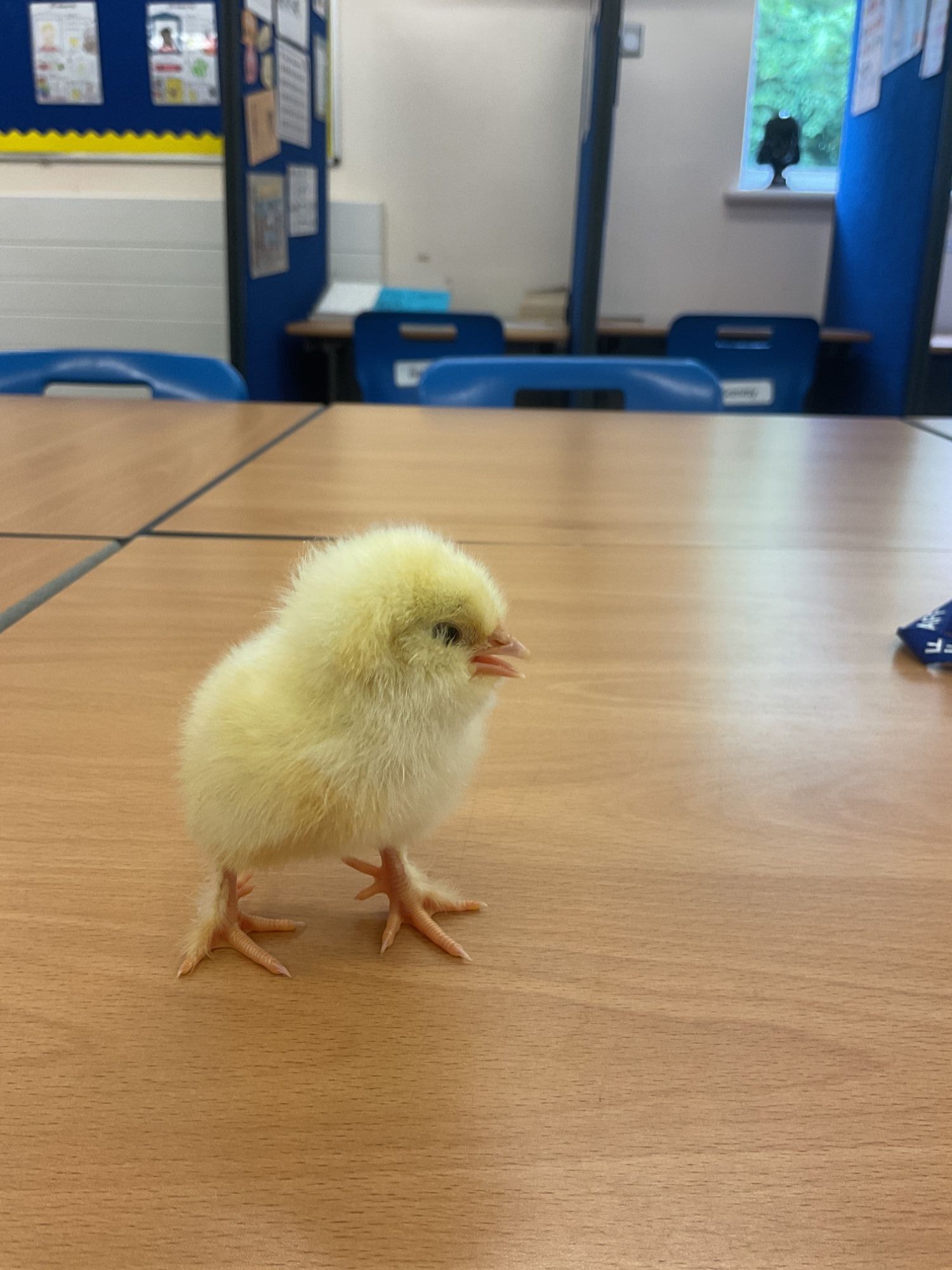 Yellow chick on table