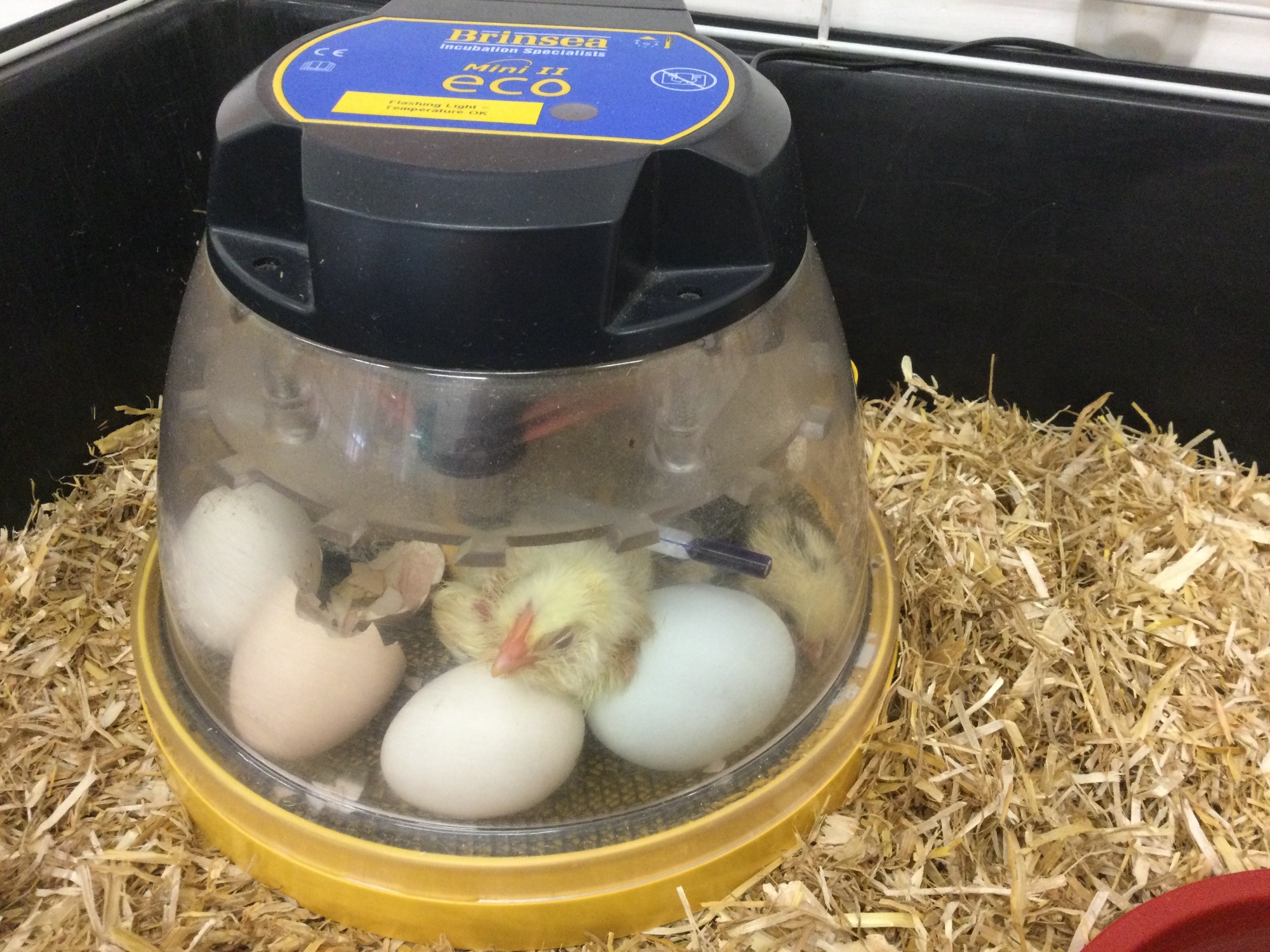 Chicks hatching in Primary
