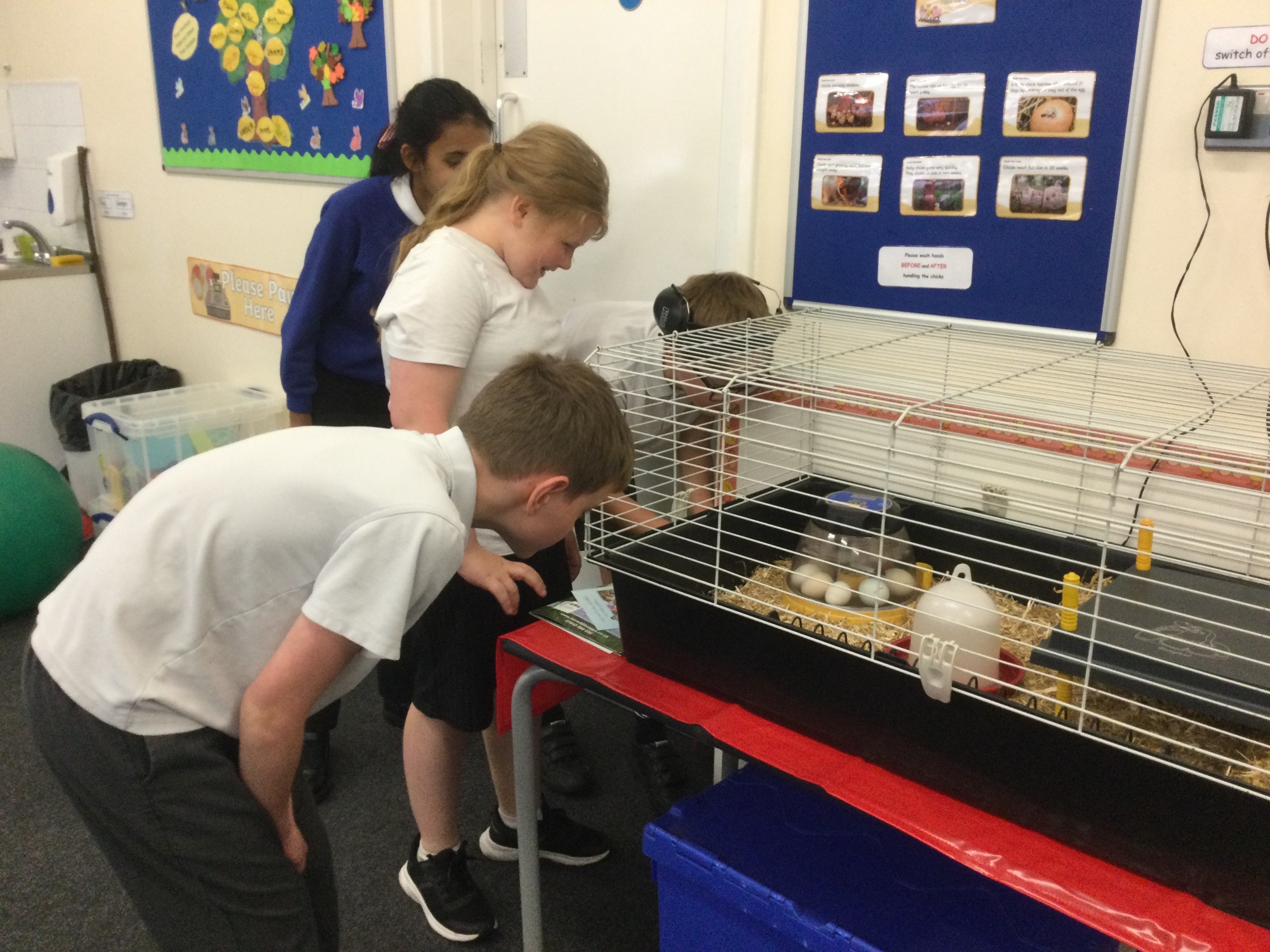 Oak students admiring the chicks
