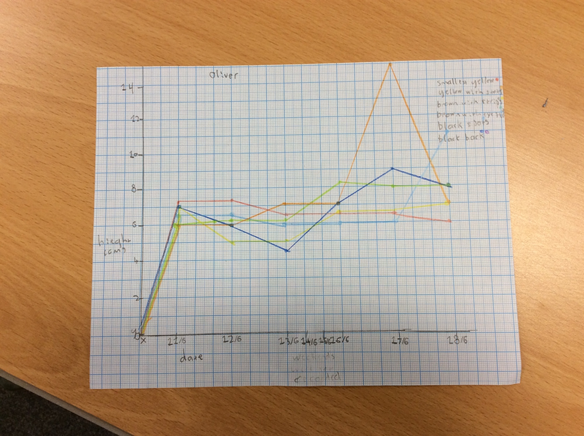 A students chart plotting their chicks heights