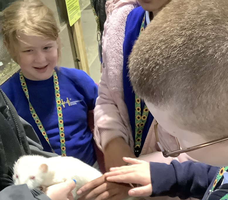 Petting the ferrets