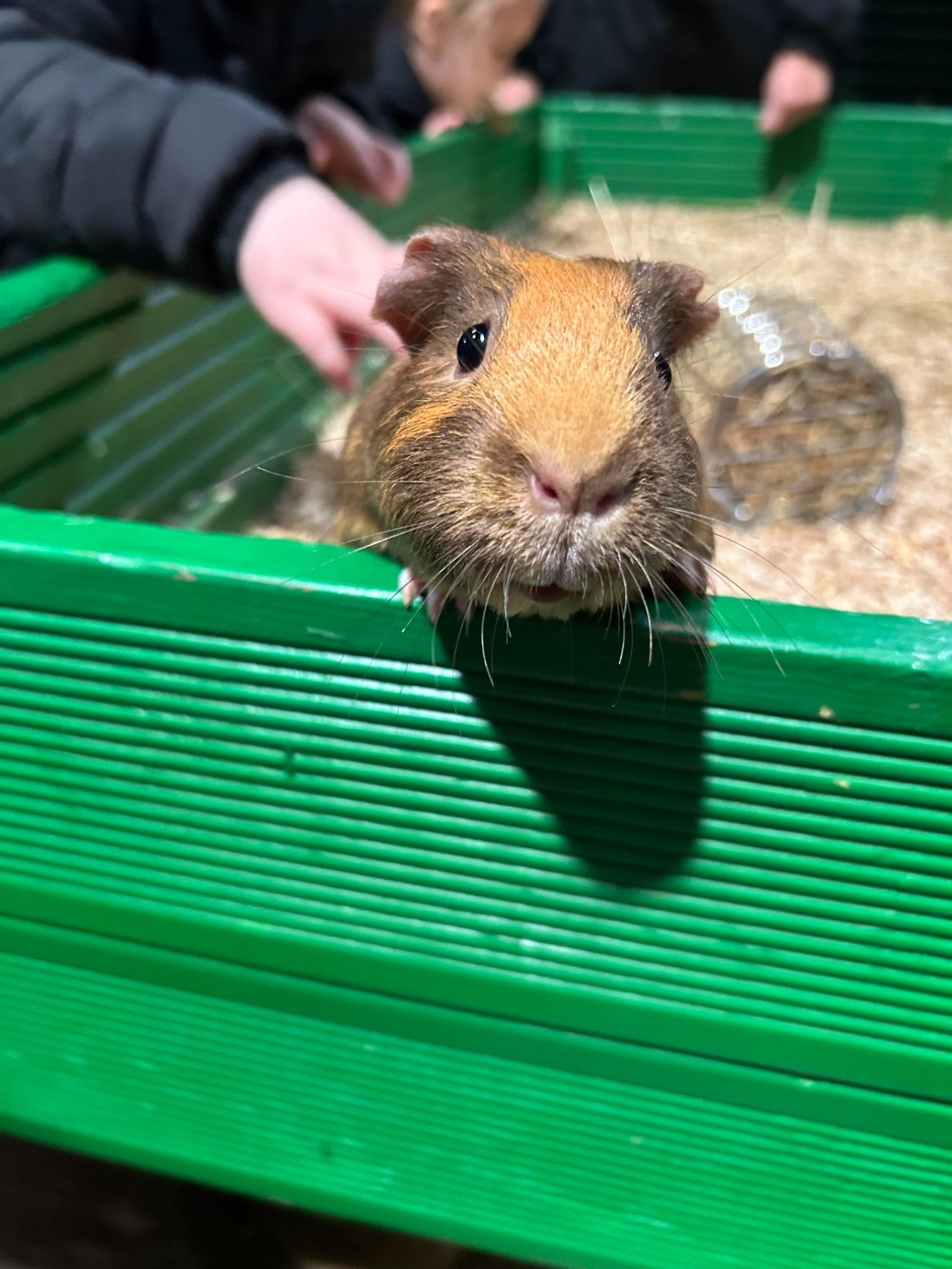 Guinea Pig