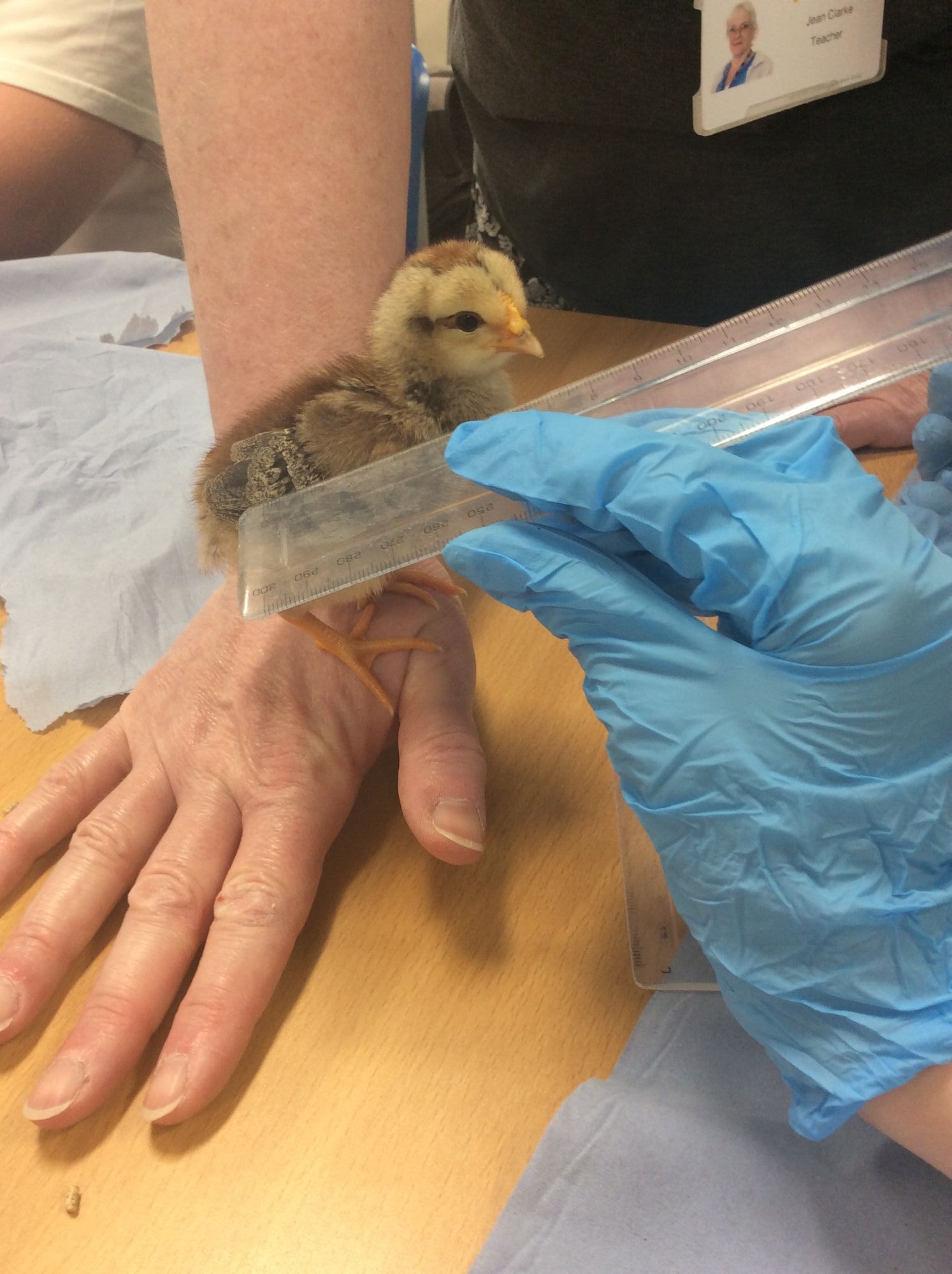 Measuring a chick