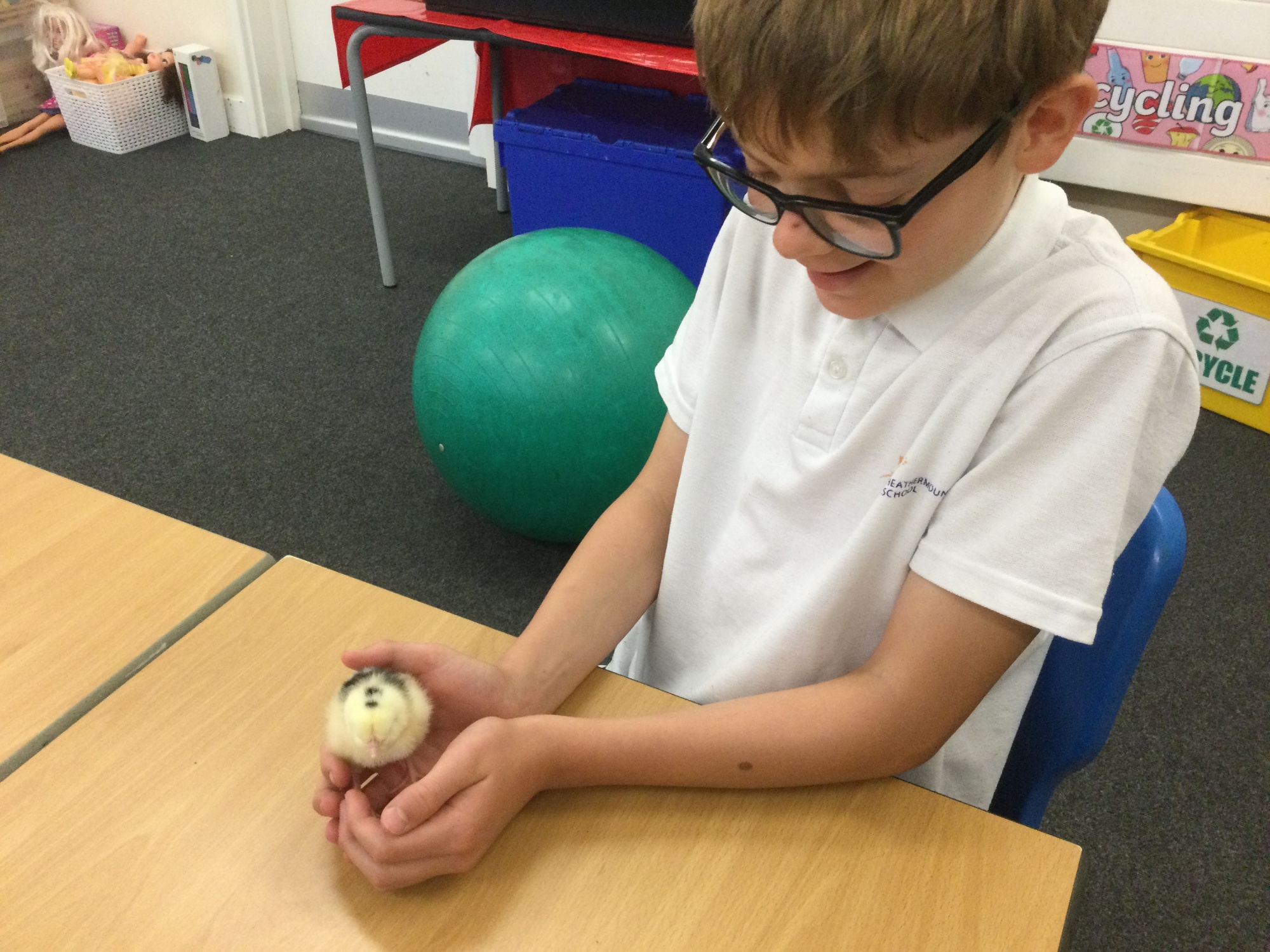 Primary boy at table with a chick