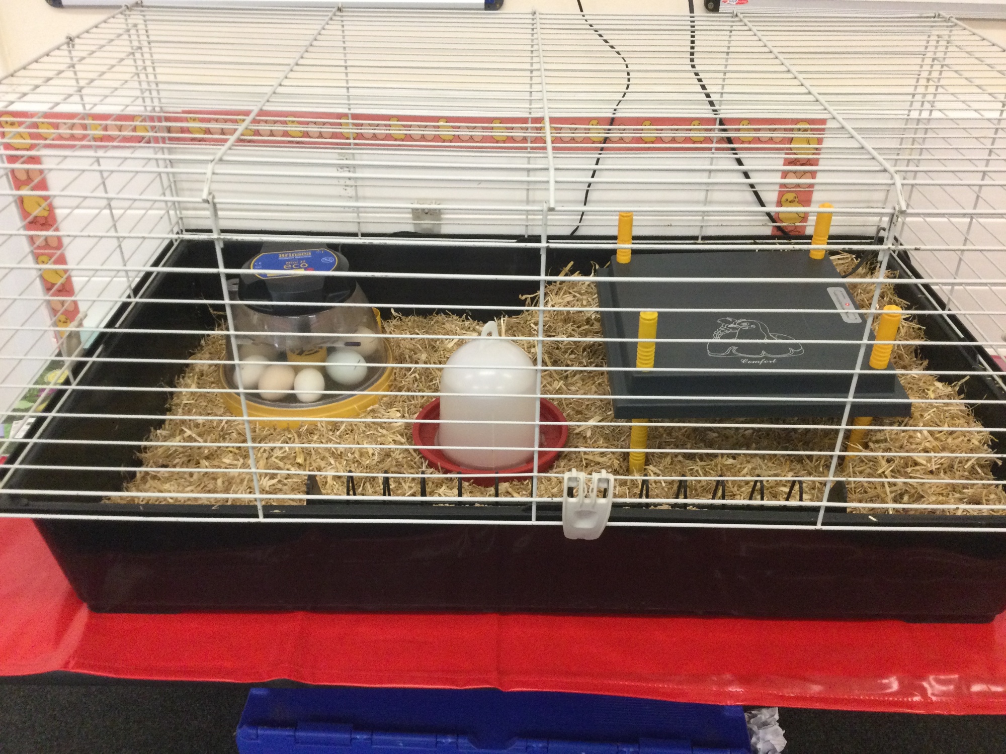 The eggs in Primary 9 June 