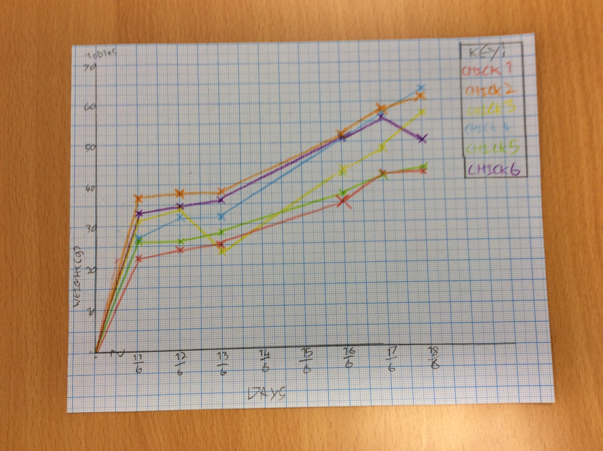 A students grap plotting their chicks weight