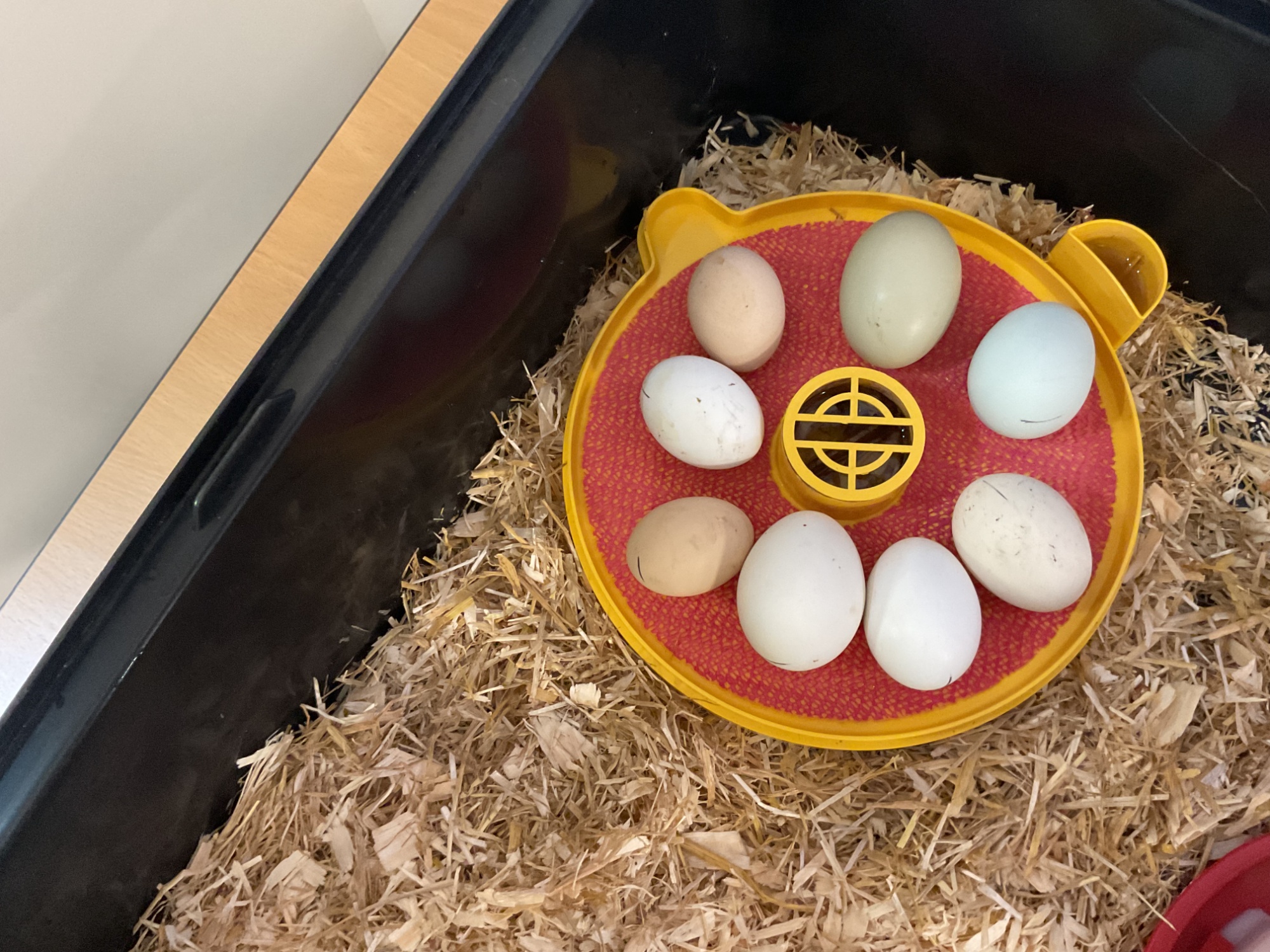 Our eggs in the incubator