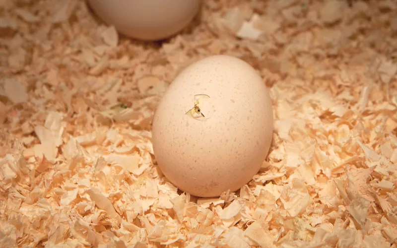 Chicks pipping