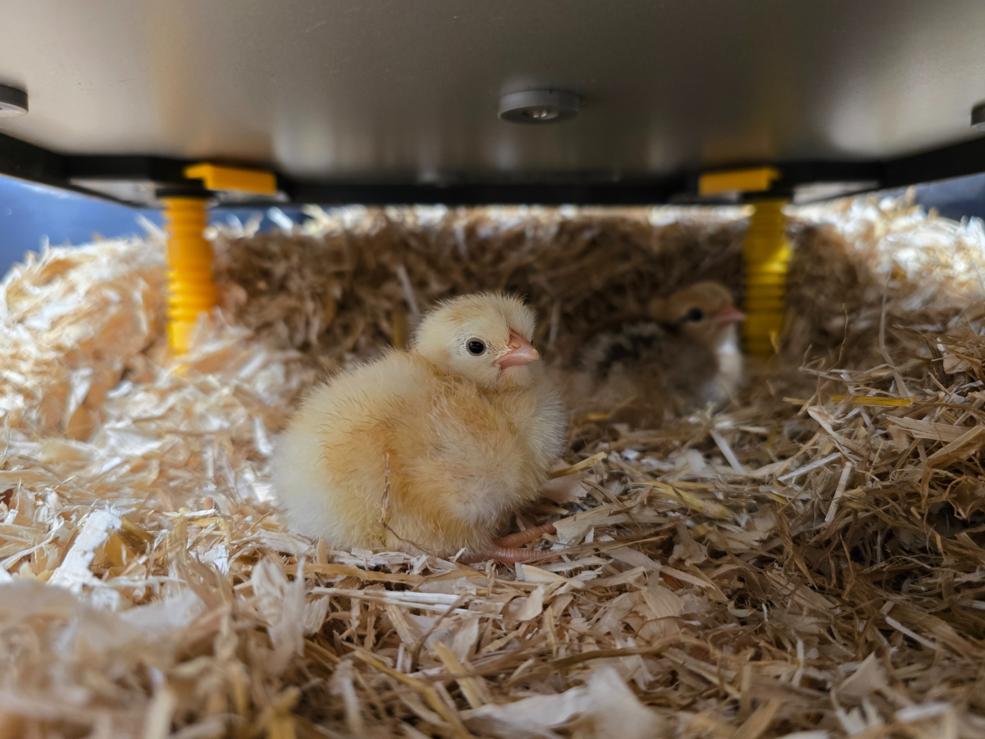 The first two chicks in secondary