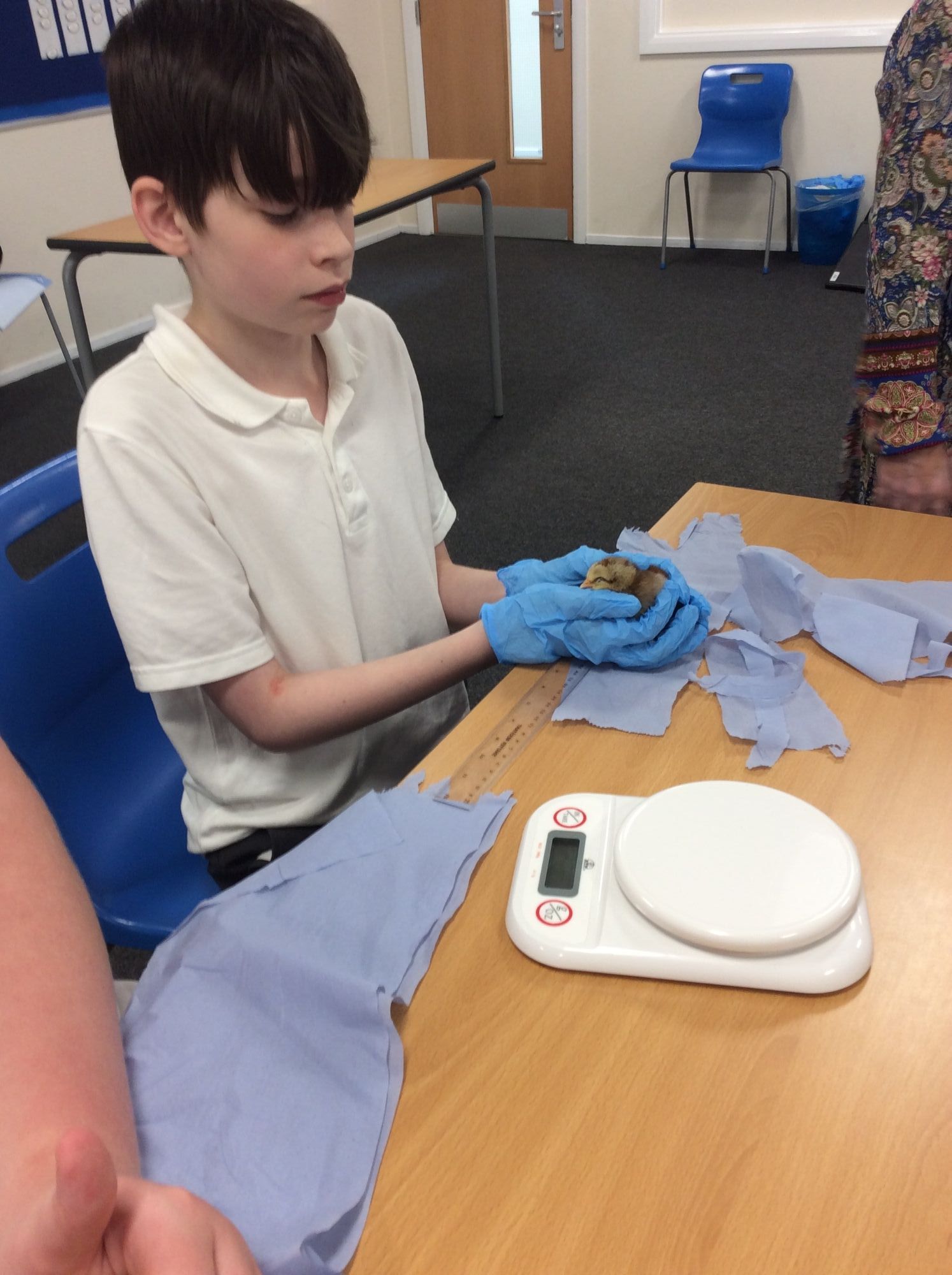 Student carefully weighing a chick