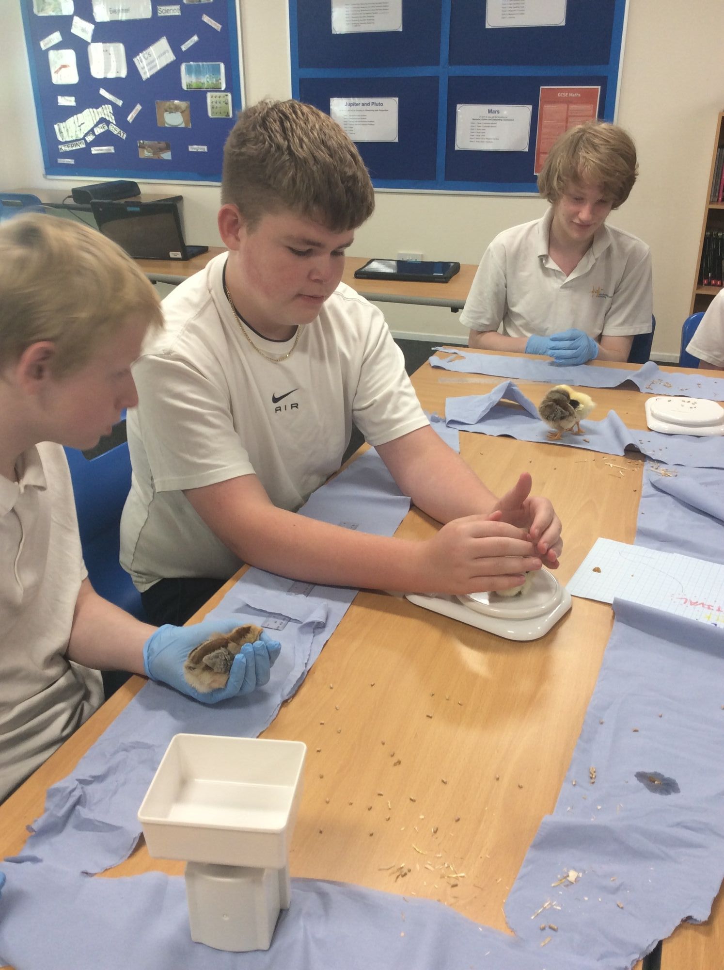 Three students working together weighing their chicks