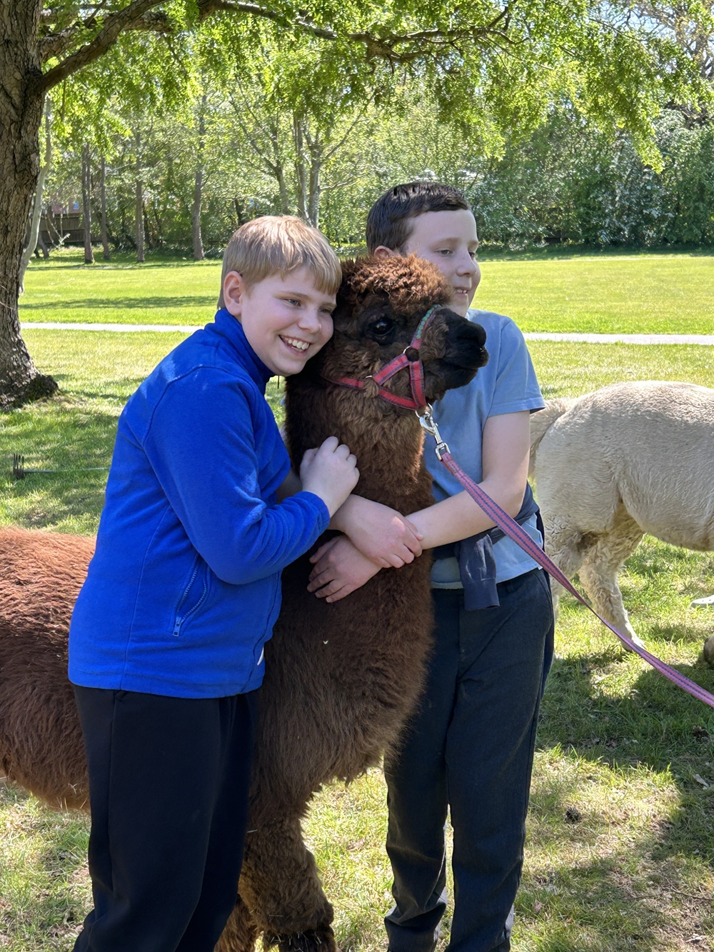 Two boys smiling with an alpaca