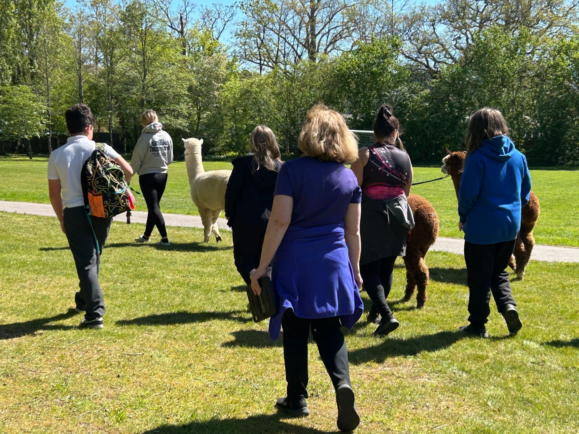 Students walking with the alpacas