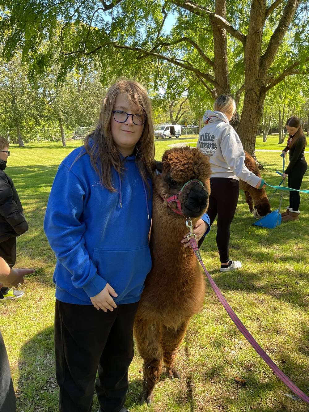 Older boy smiling next to  an alpaca
