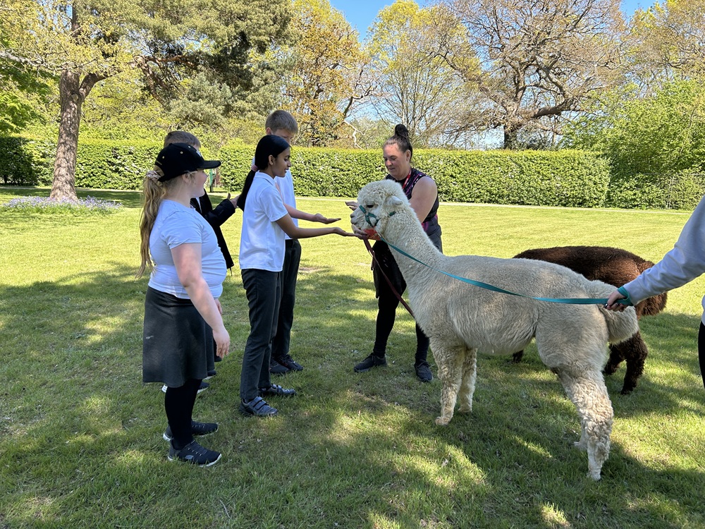 Earth class feeding the alpacas