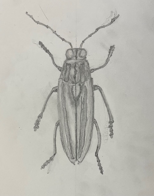 Insect drawing 1