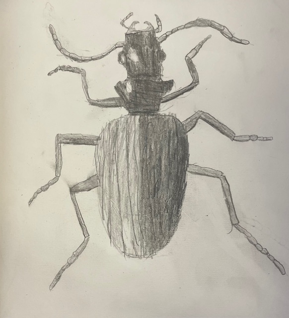 Insect drawing 2