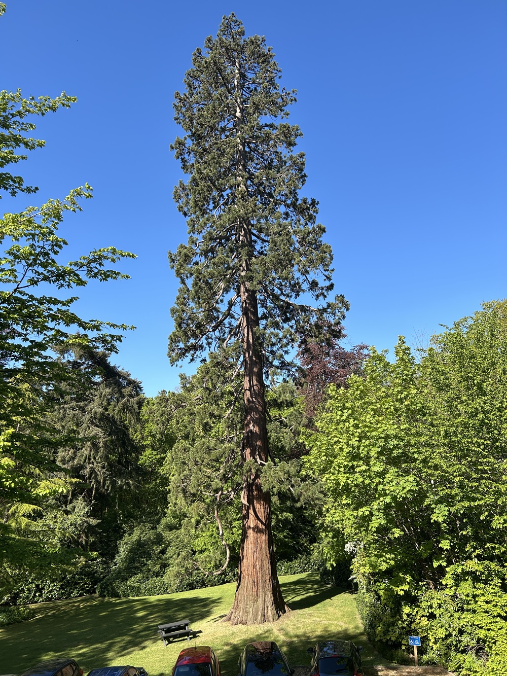 A full height picture of the big tree