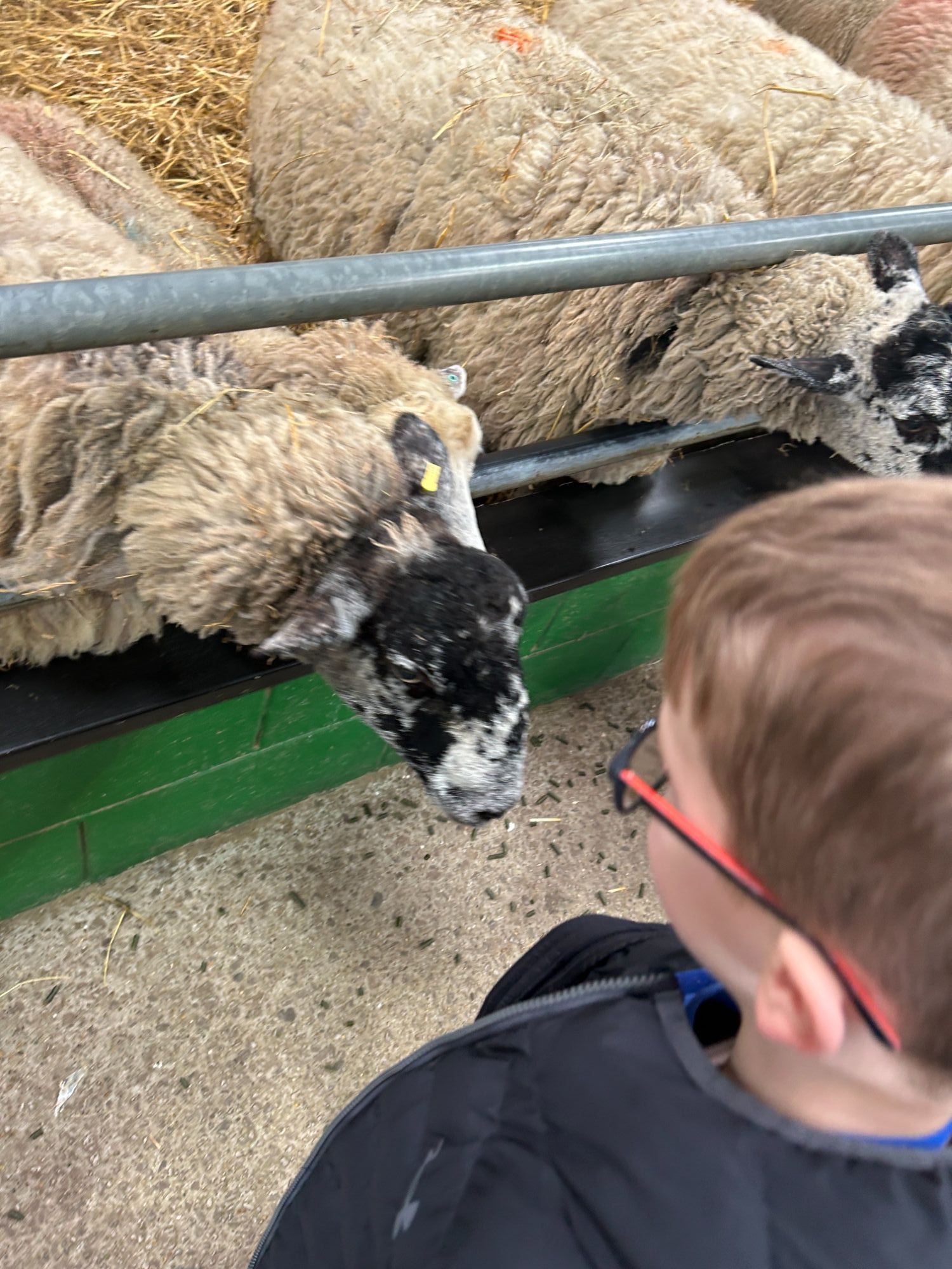 Boy looking at some sheep