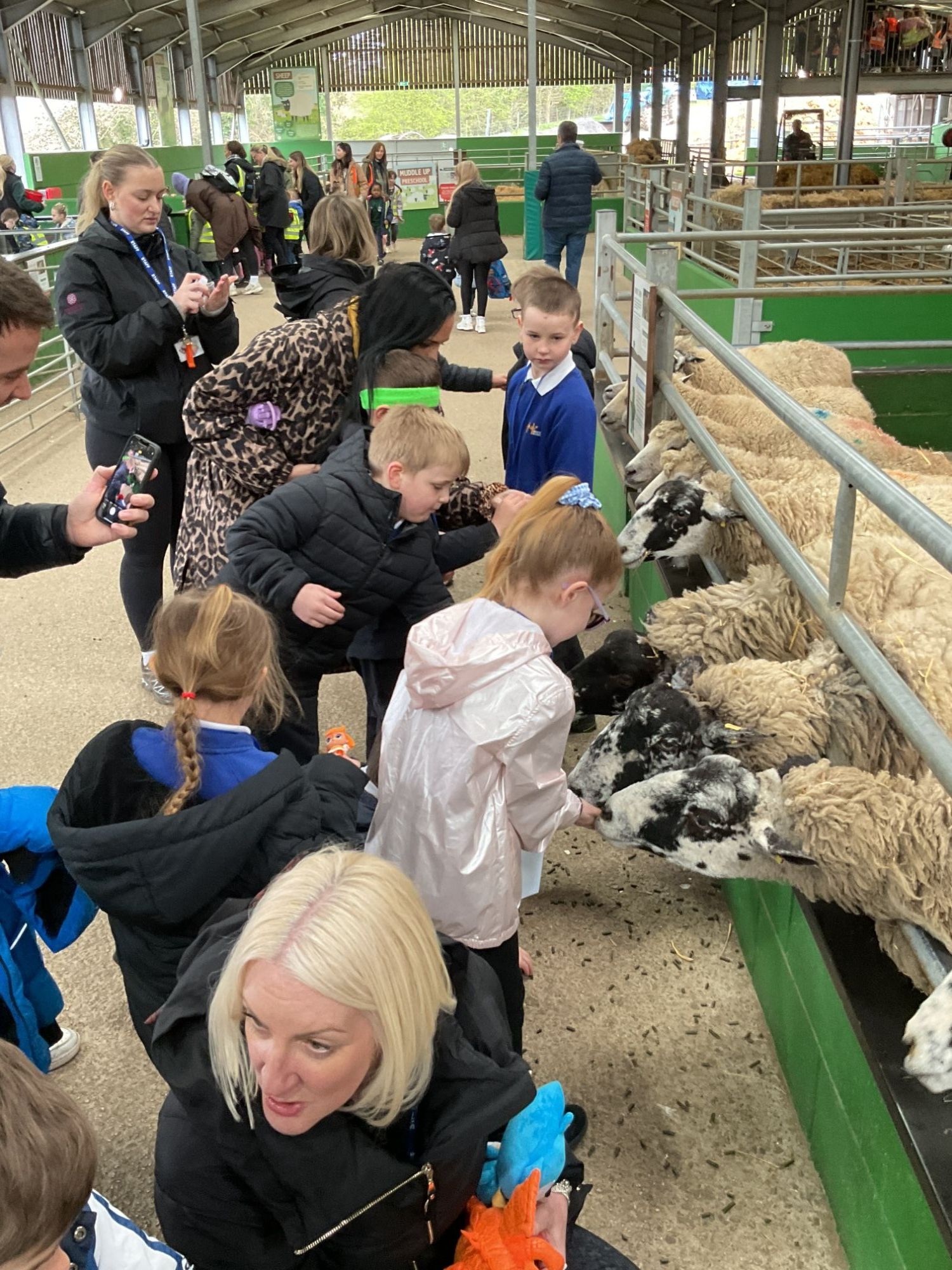 Students feeding sheep