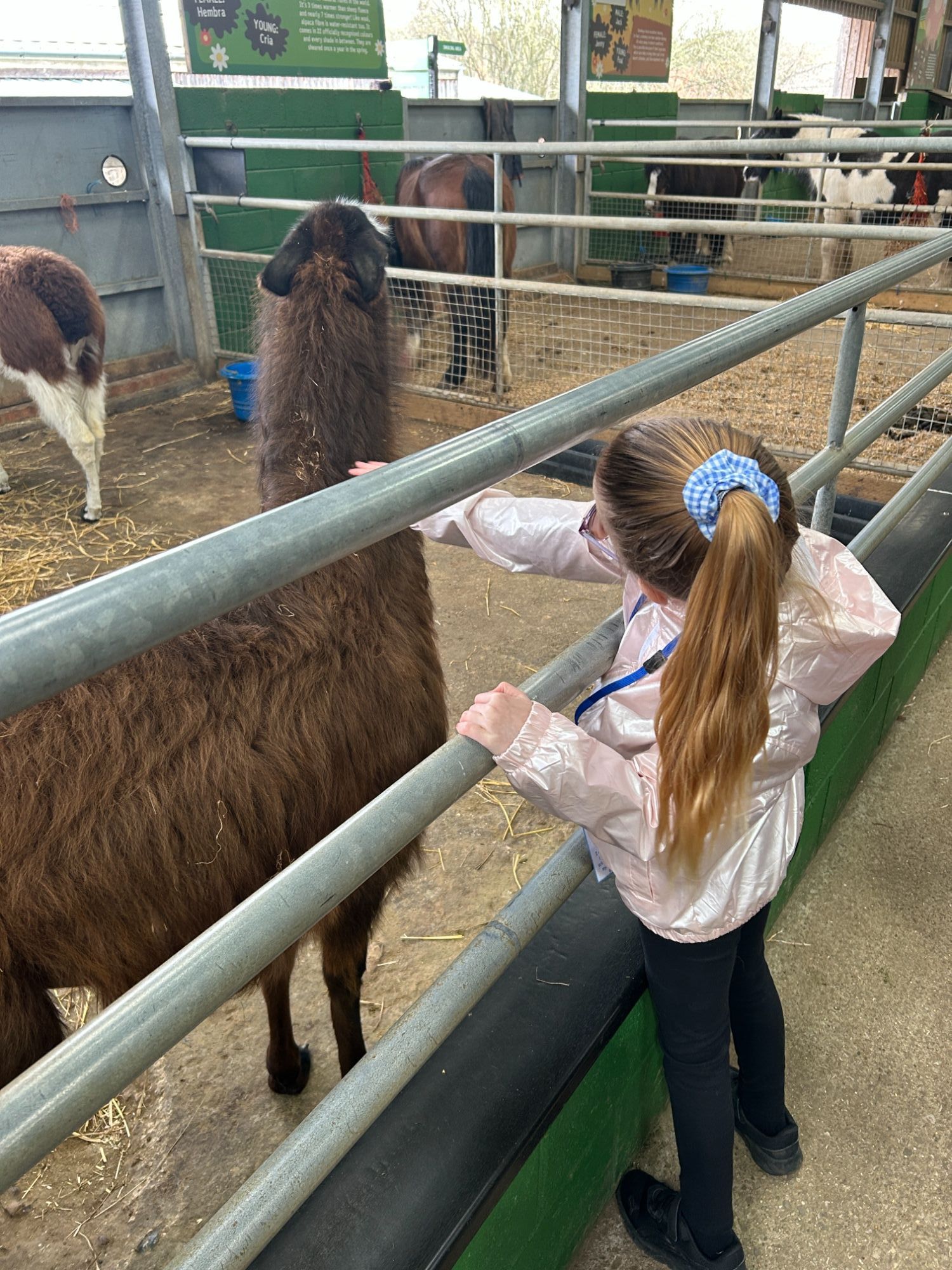 Girl stroking an alpaca