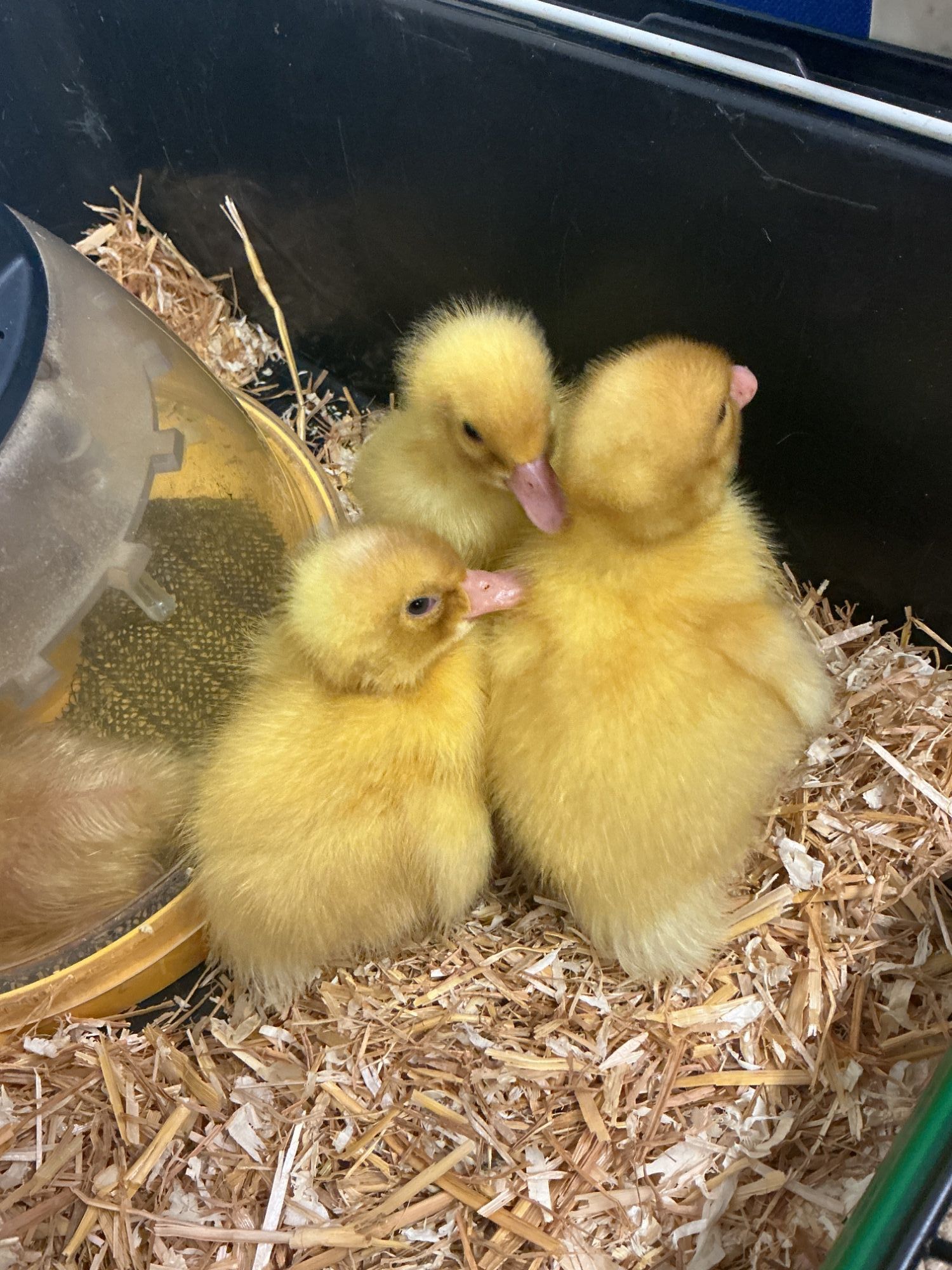 Three ducklings in their cage
