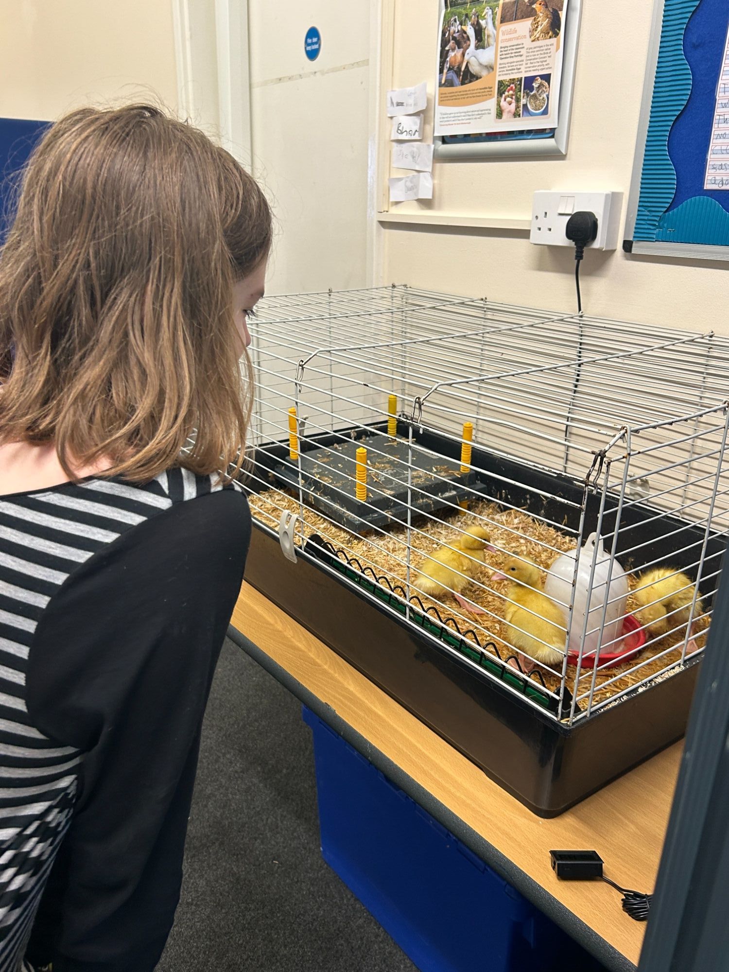 Girl watching ducks in their cage