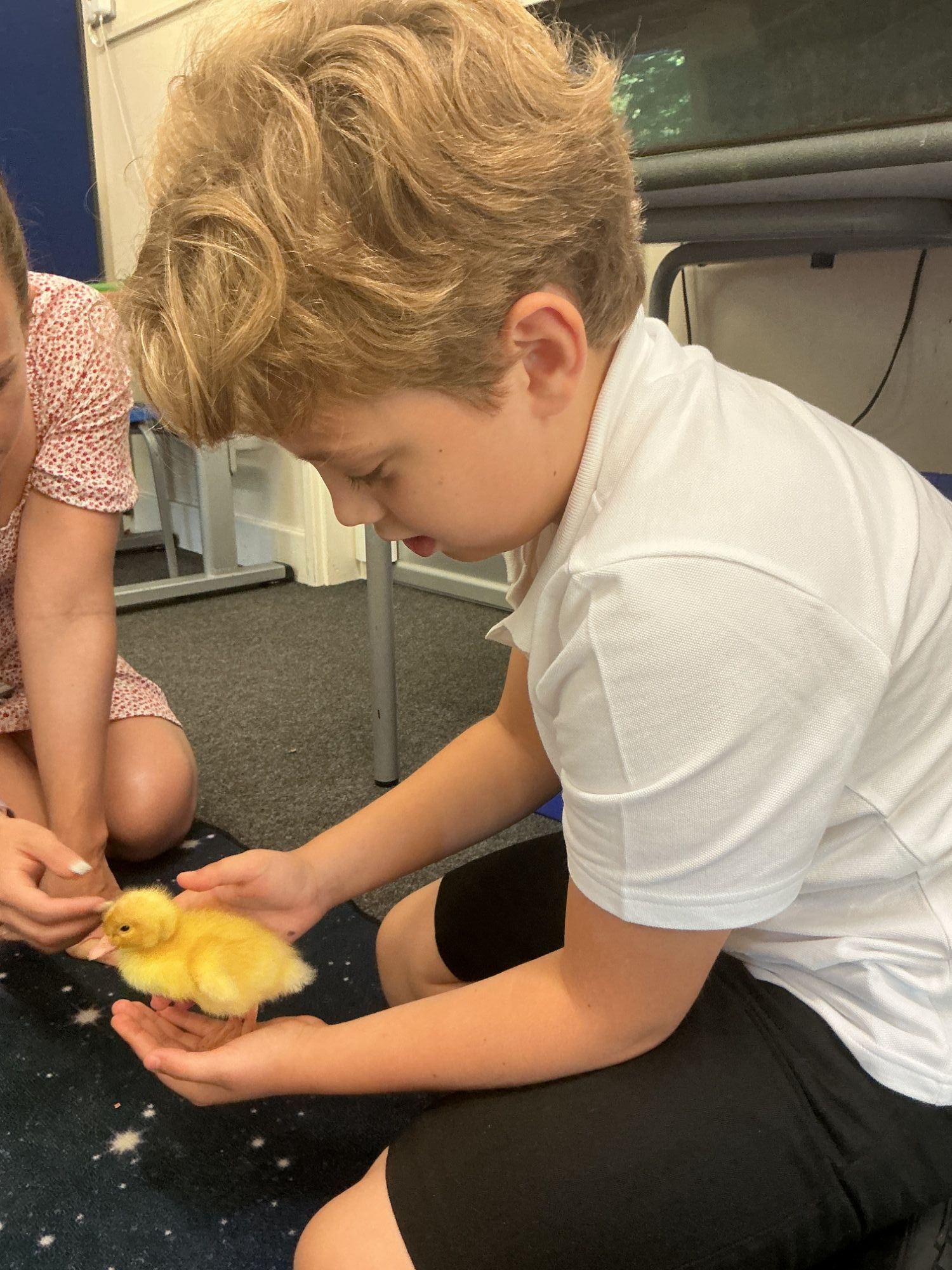 Boy carefully holding a chick in his hands