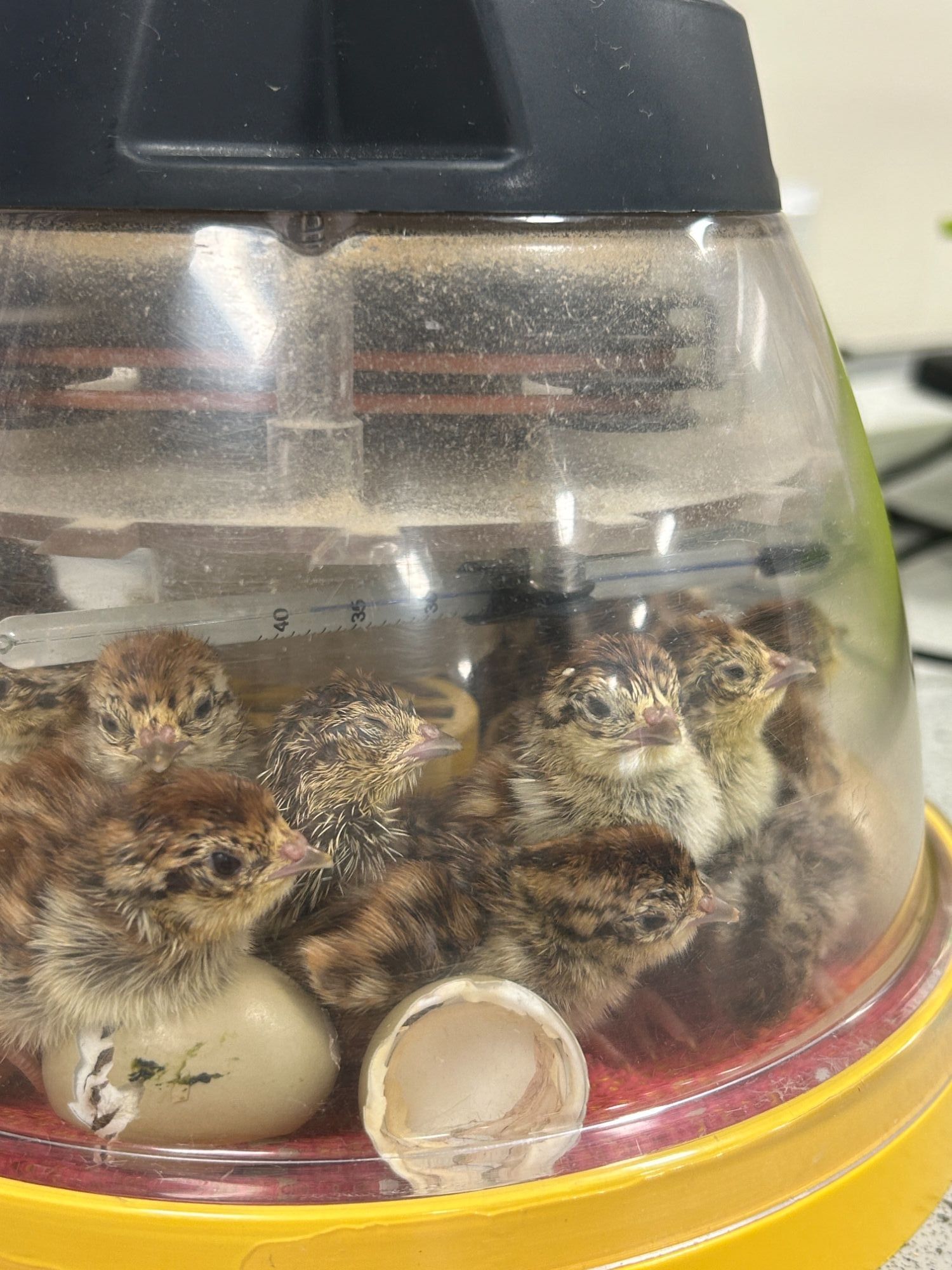 Lots of recently hatched chicks in their incubator