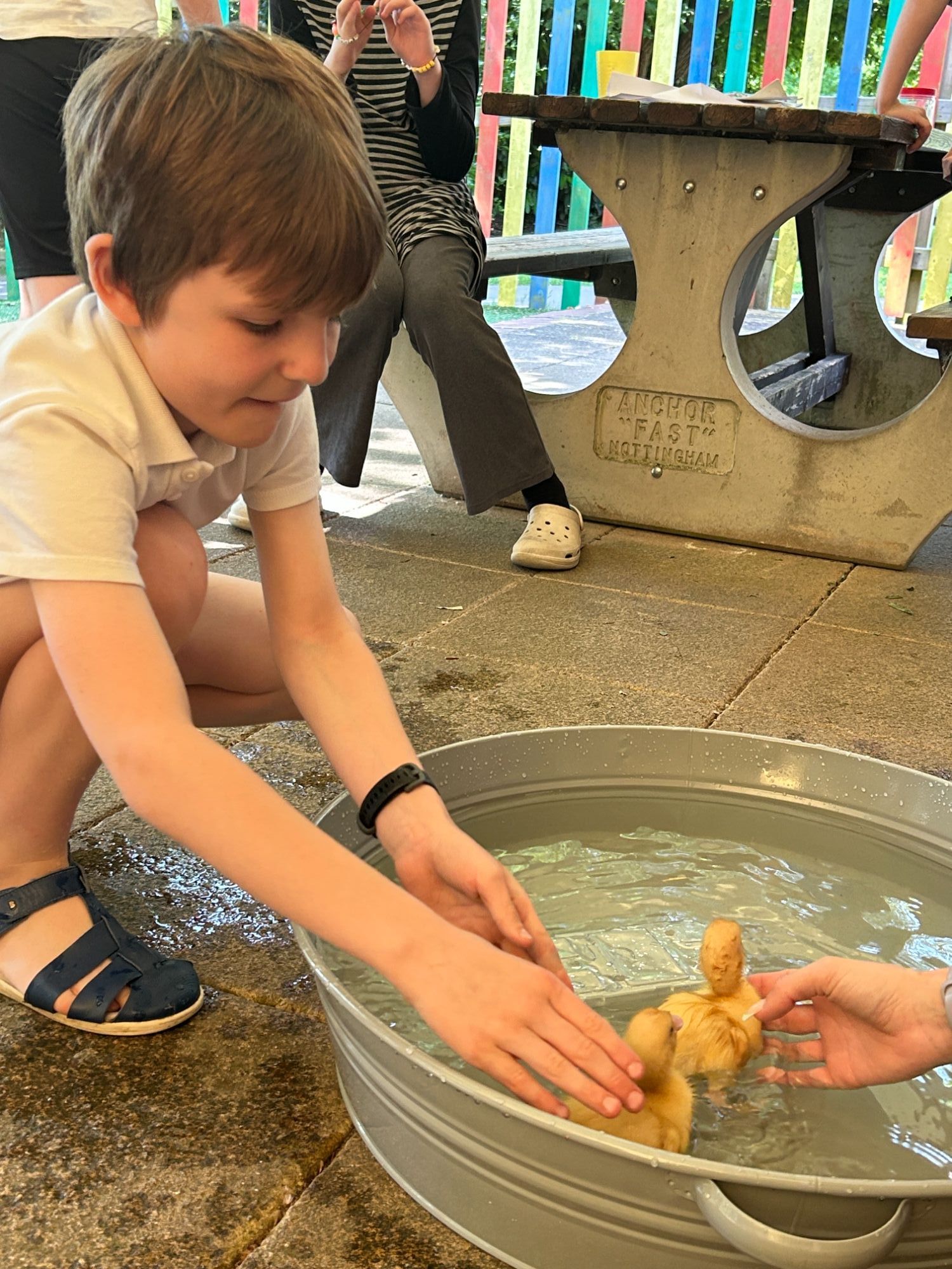 Boy placing a duckling in their water pool