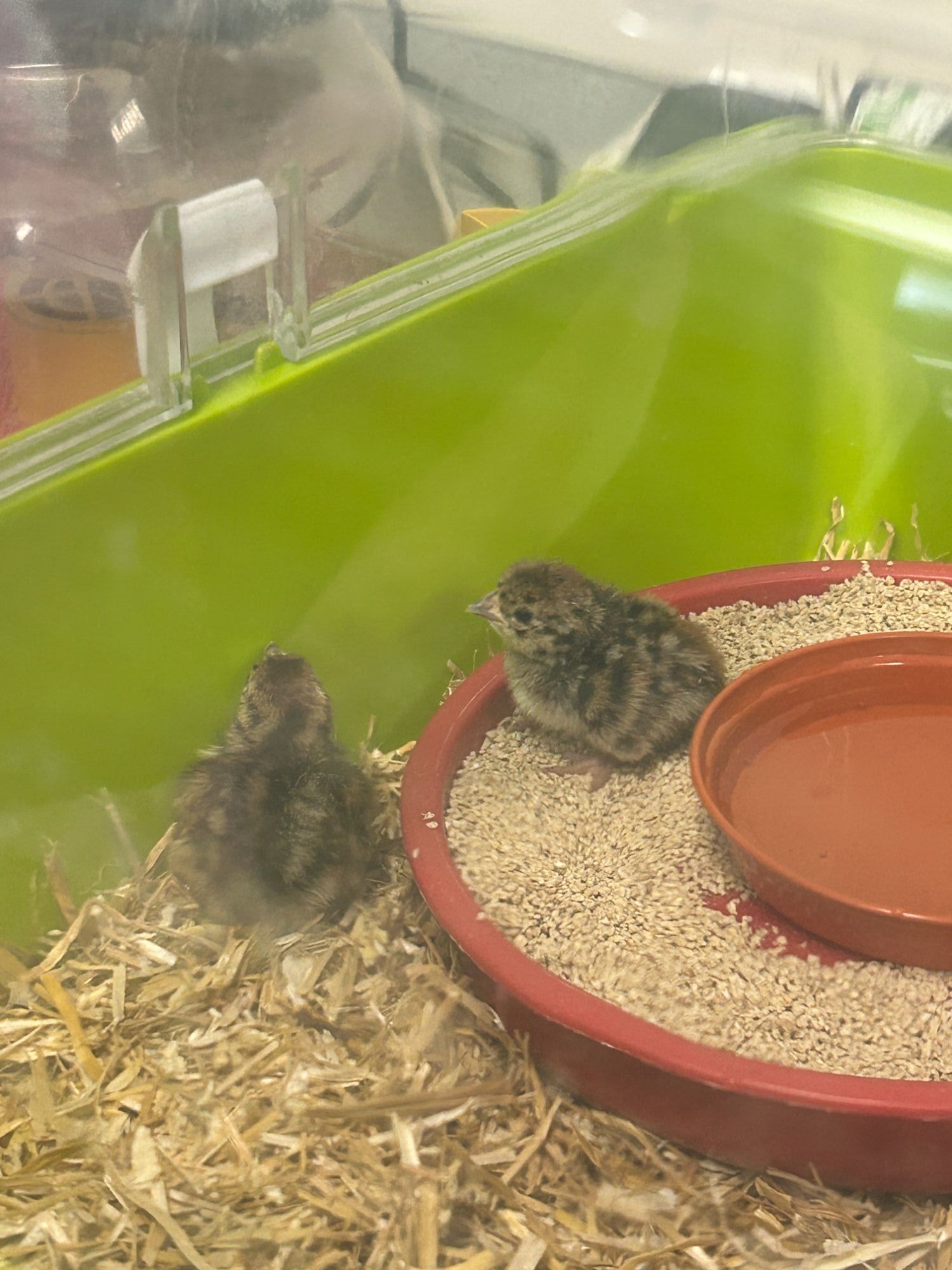 Two partridge chicks in their cage with their food