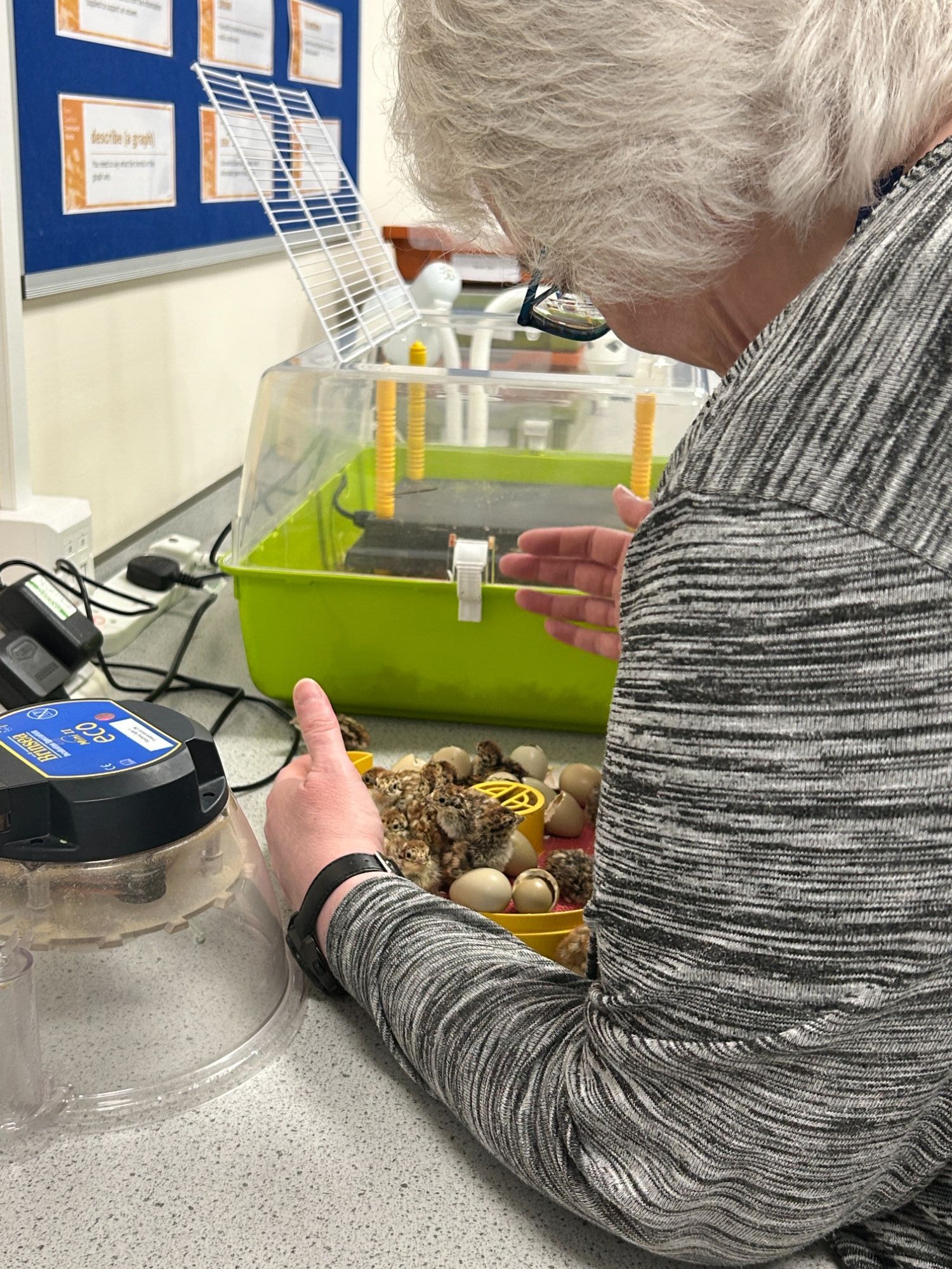 Teacher moving chicks from the incubator to their cage