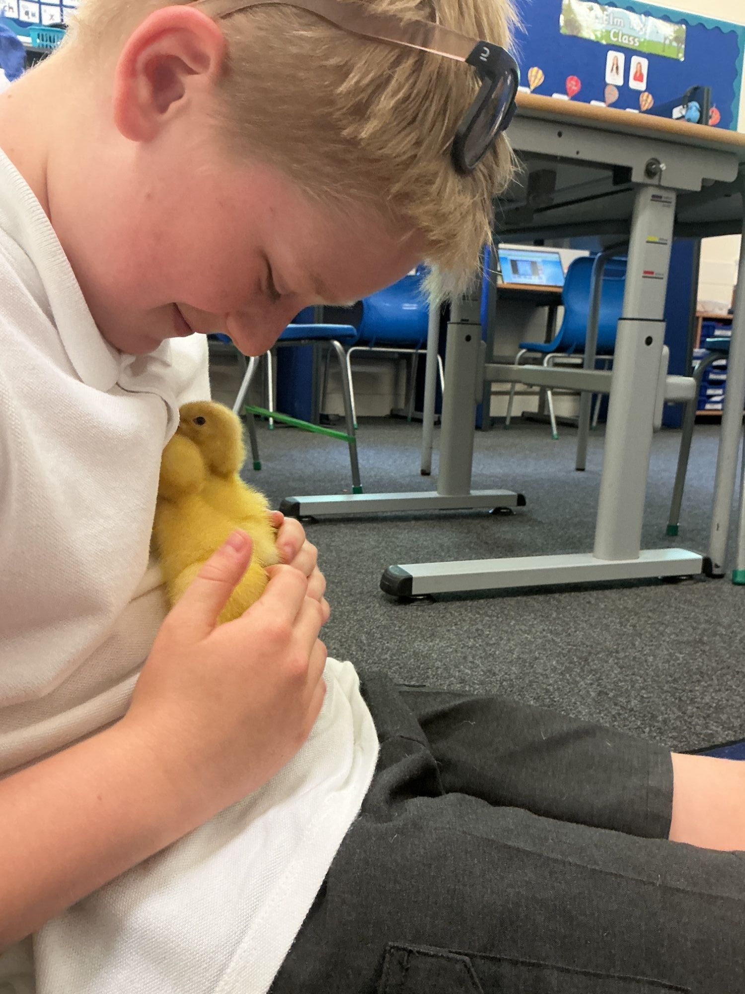 Boy smiling gently holding two ducklings on his tummy
