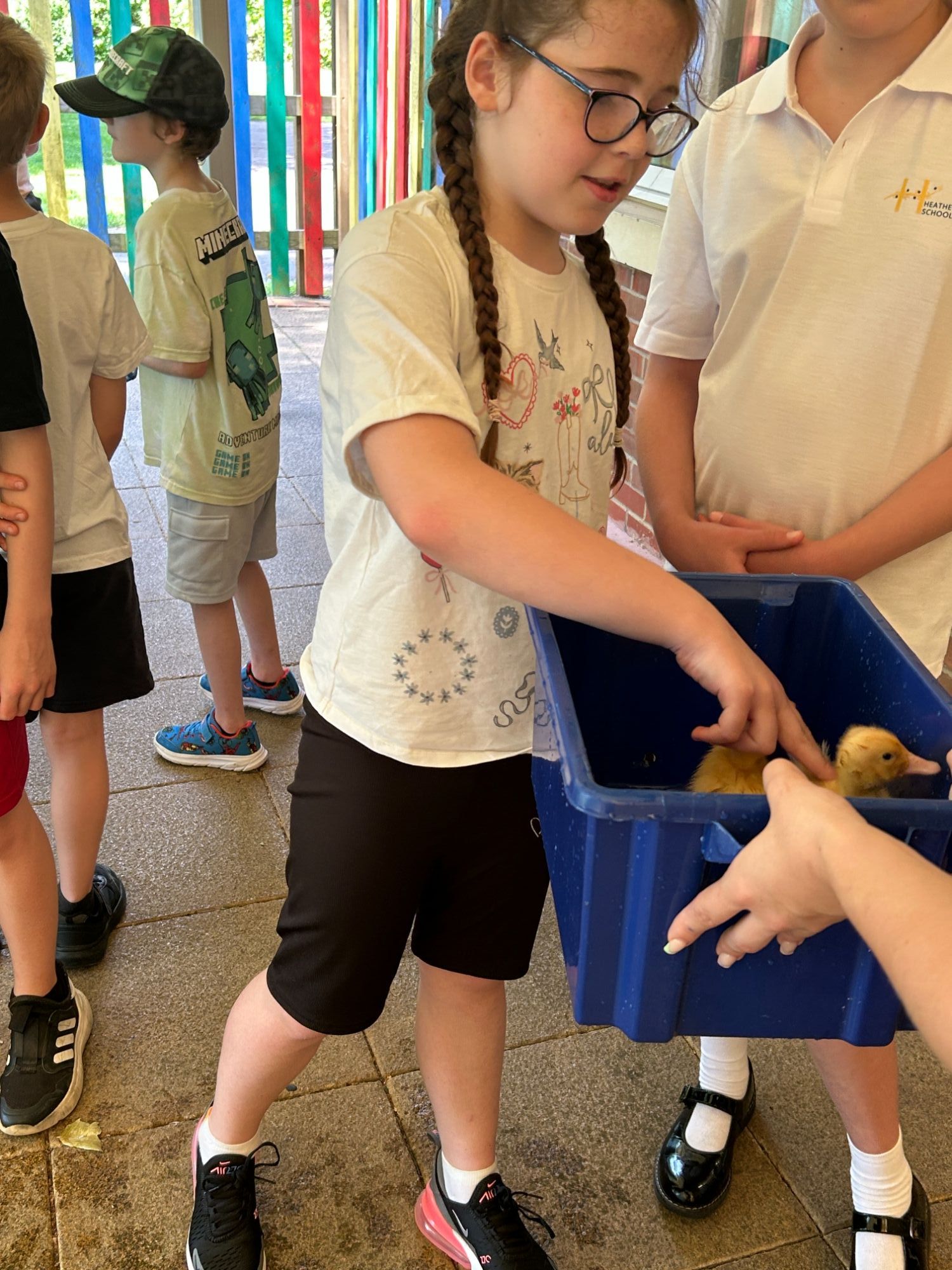 Girl petting duckling in box as it is transfered back to it's cage