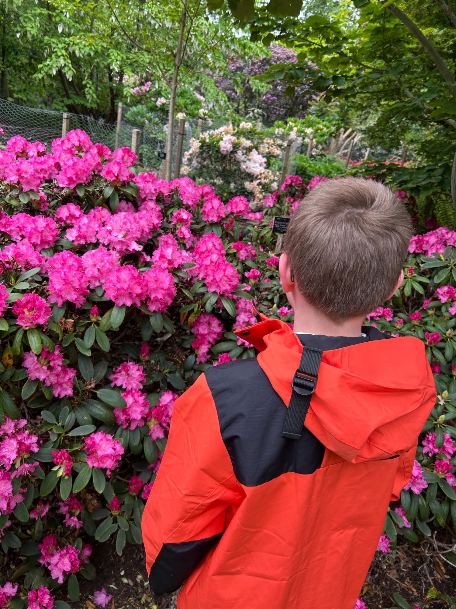 Student admiring rhododendron flowers