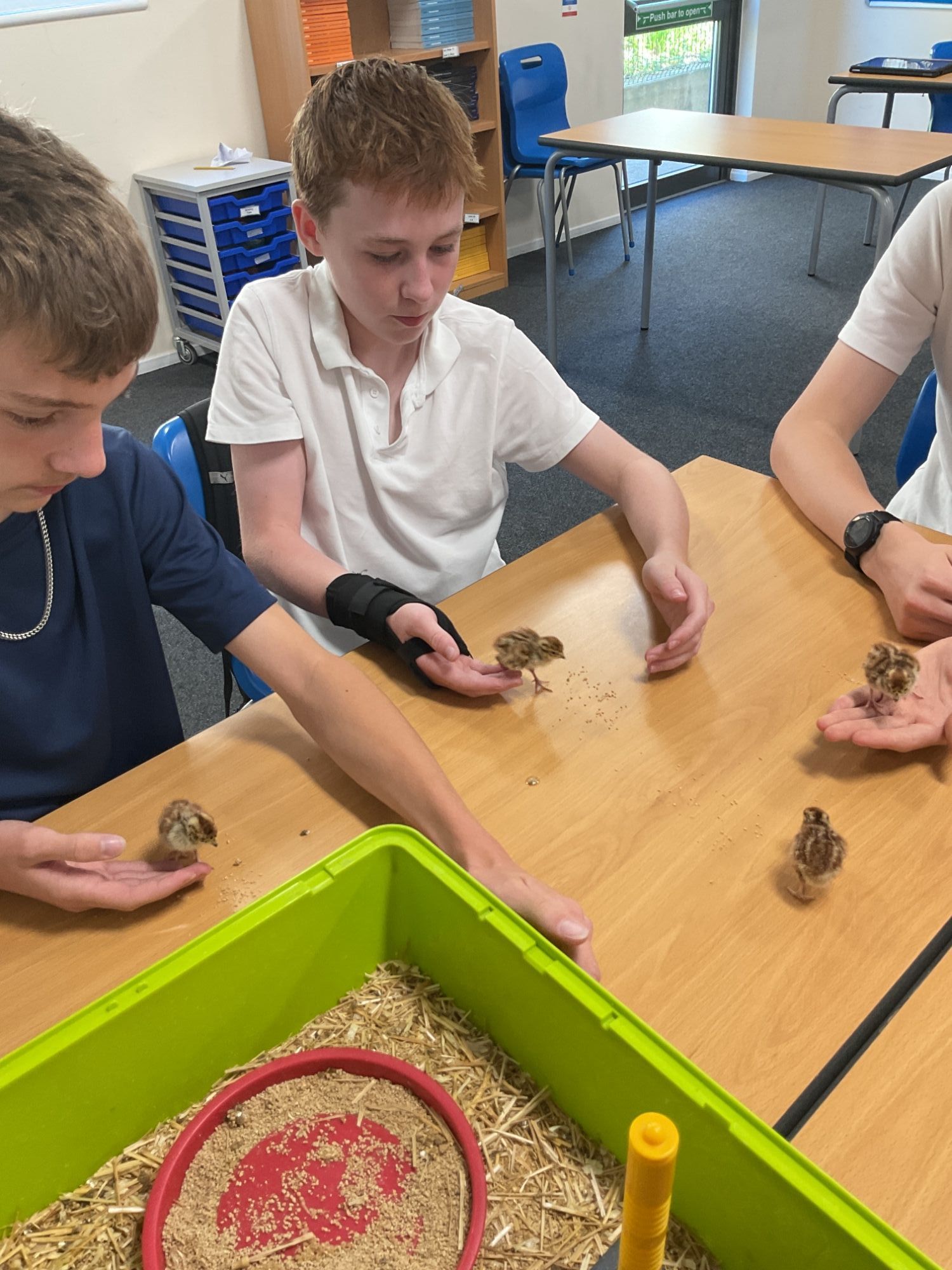 Boys sat at a table with chicks getting ready to measure them