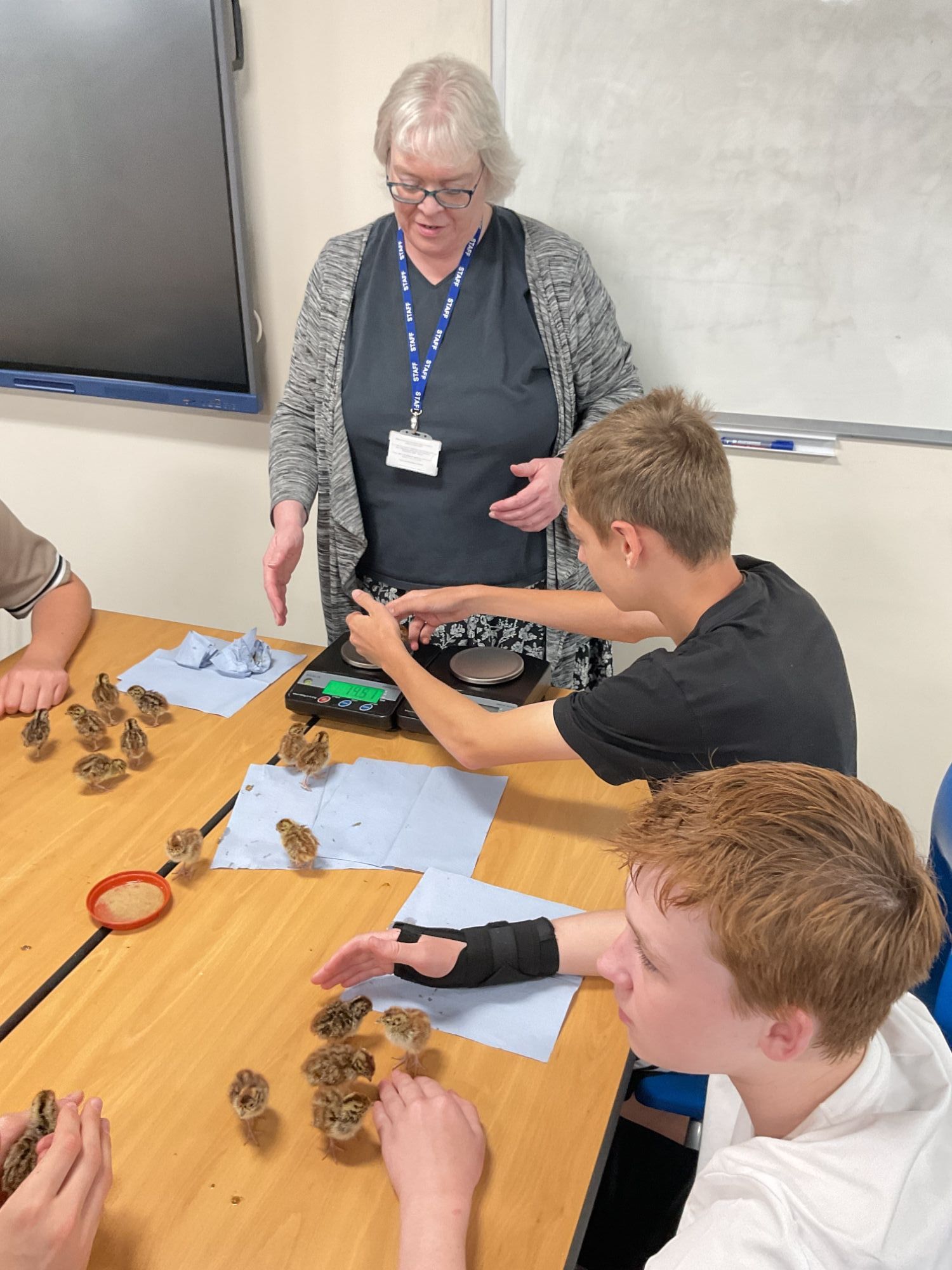 Boy sat at a table weighing a chick with the teacher