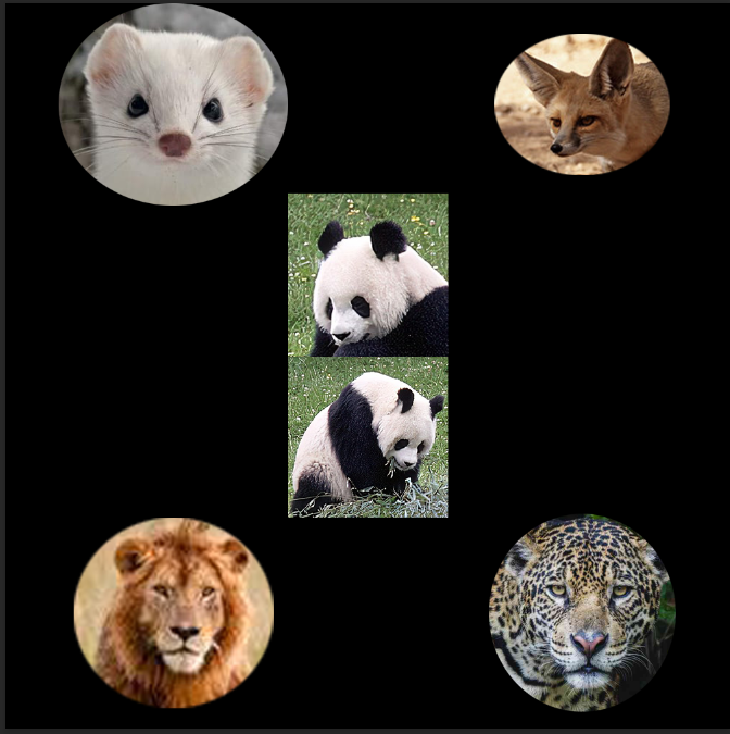 Example of Earth's Photoshop work - 6 animals on a black background