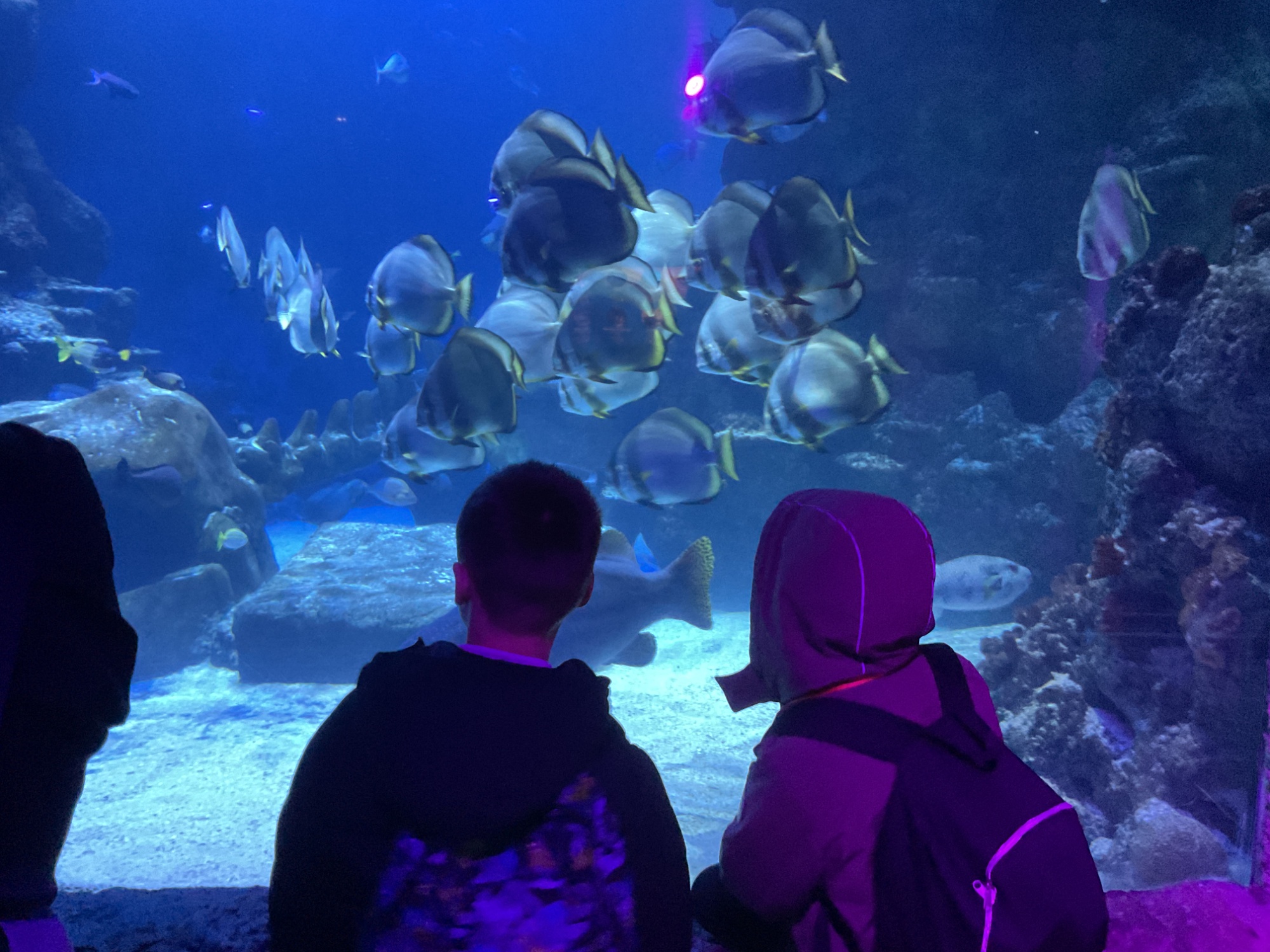 Students gazing at lots of bog fish in a tank.
