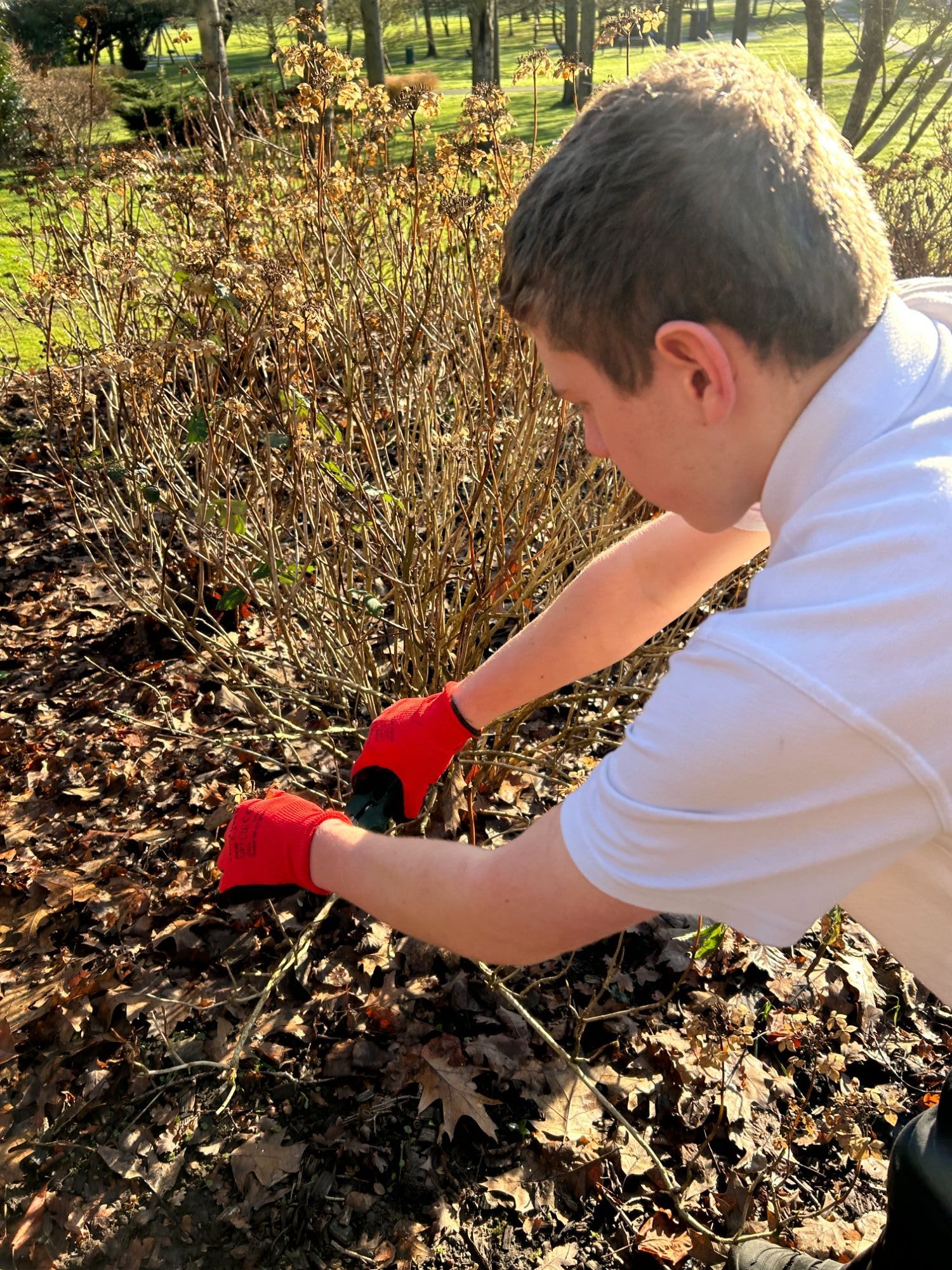 Boy pruning a shrub at school