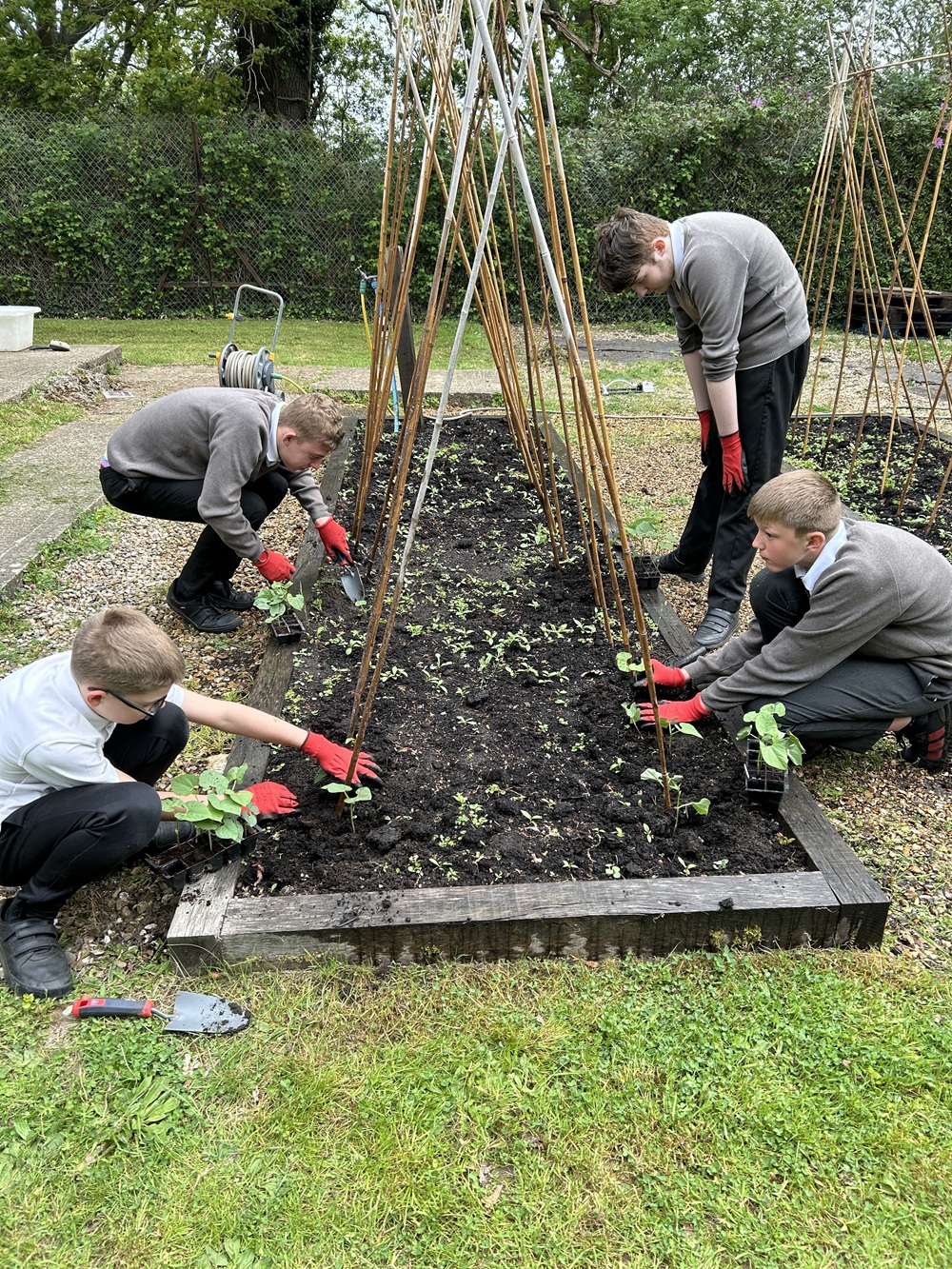 Students sowing seeds in the allotment
