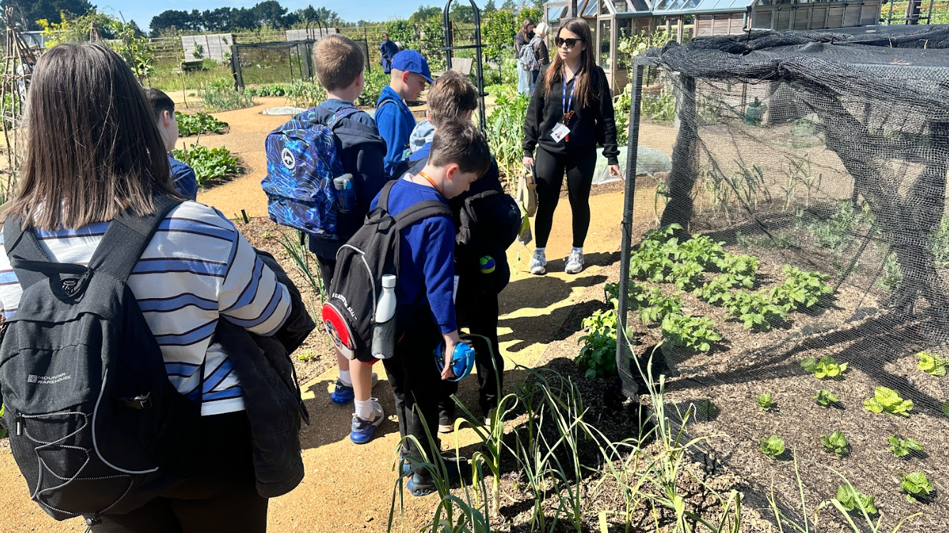 Vegetable growing Willow class looking at vegetables growing at Wisley