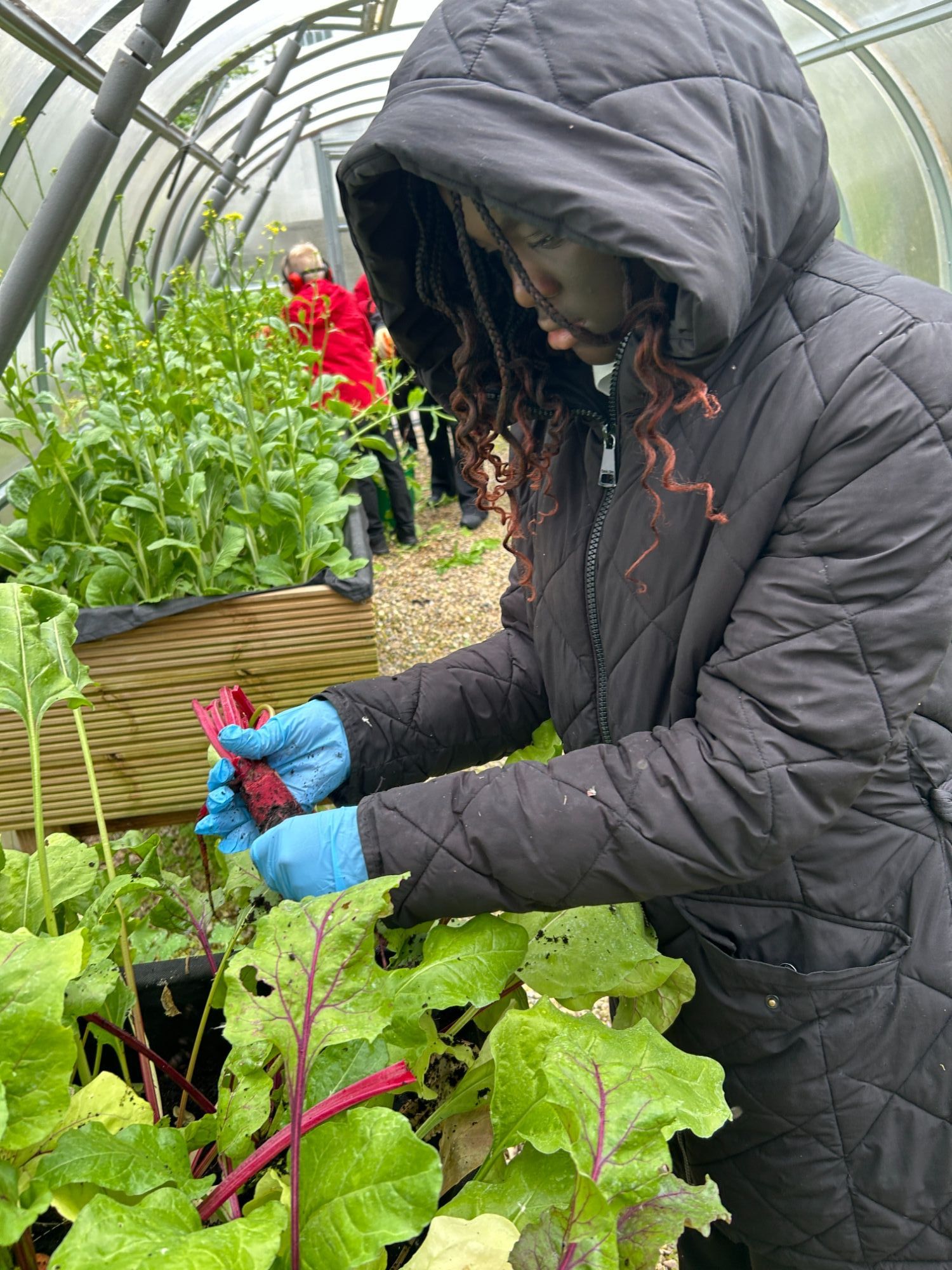 Girl looking at a vegetable crop in one of the polutunnels