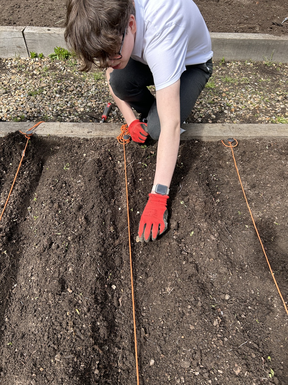 Student sowing seeds in a line