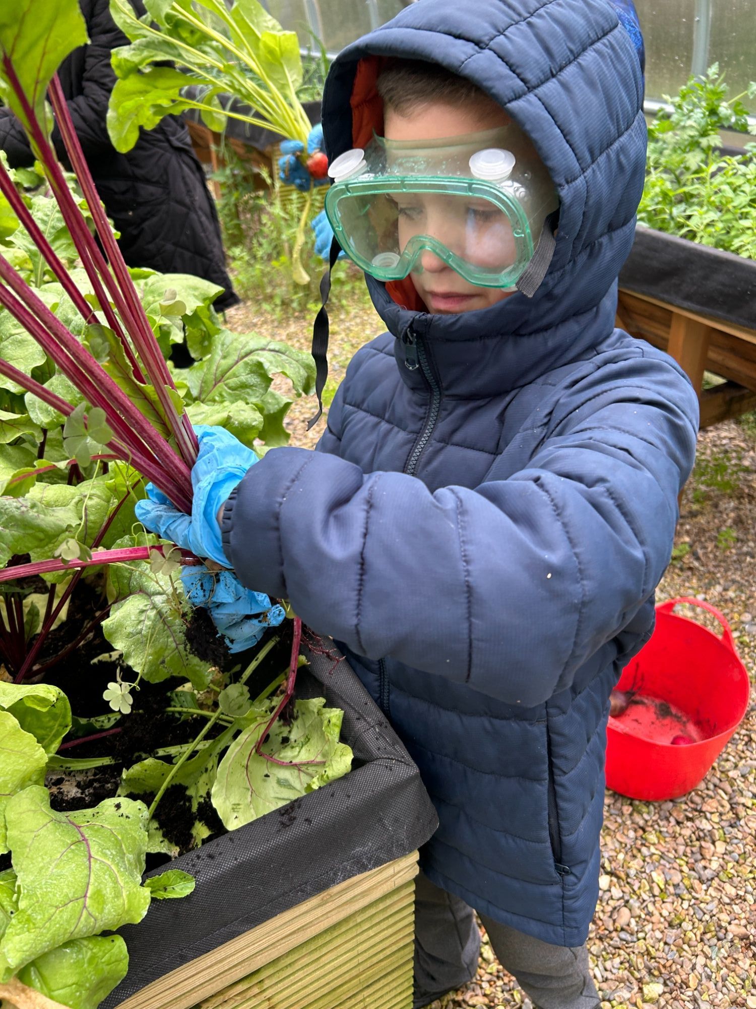 Primary student holding the vegetables he has collected