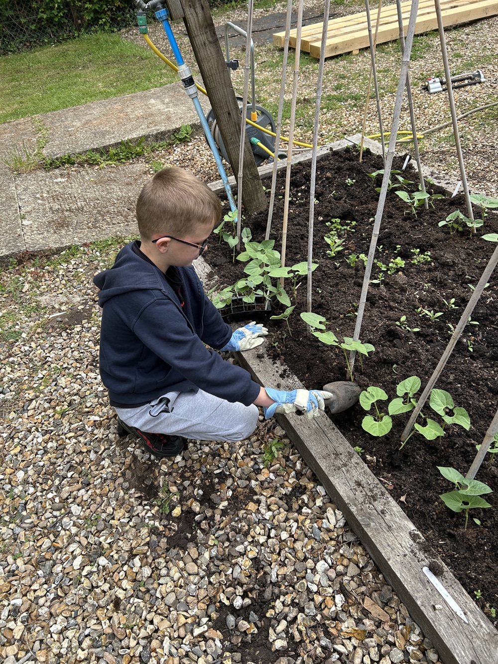 Primary student weeding a vegetable bed
