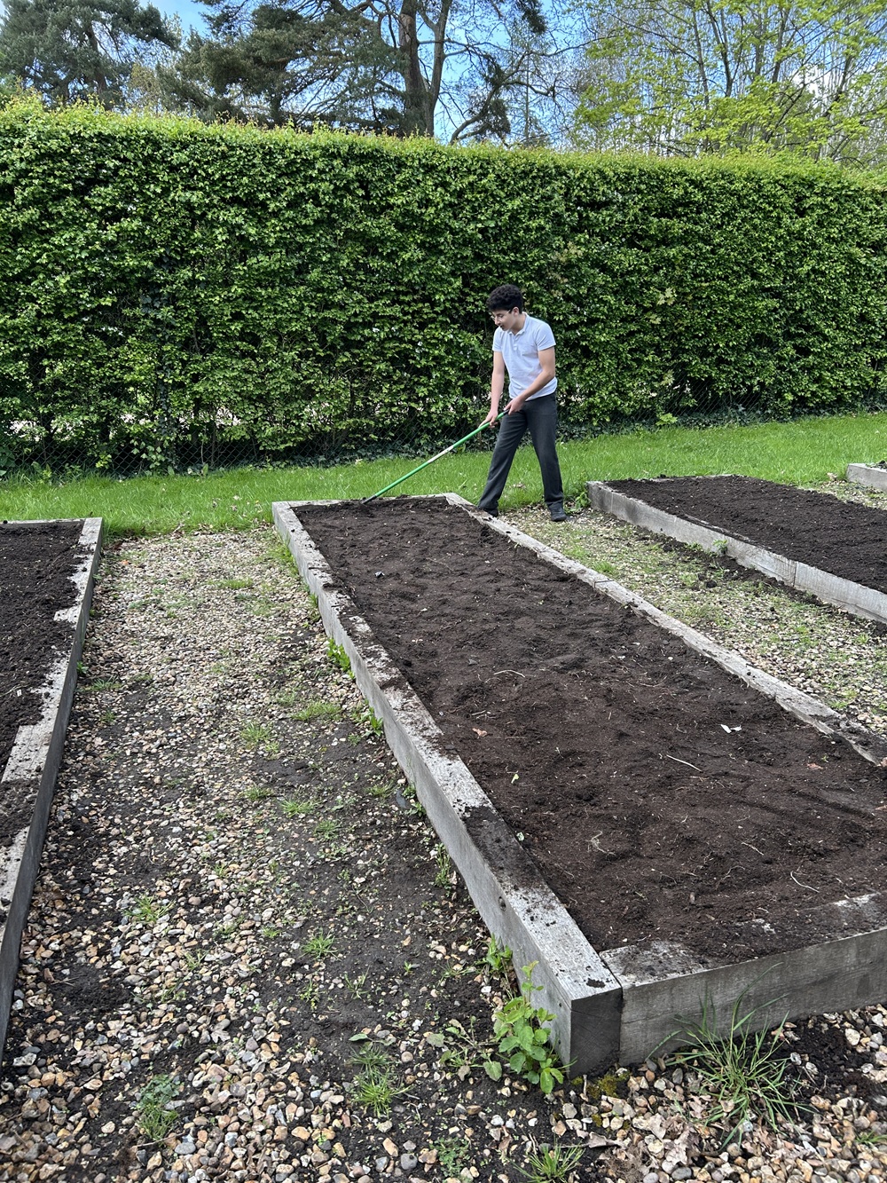 Secondary student raking the soil in the vegetable beds